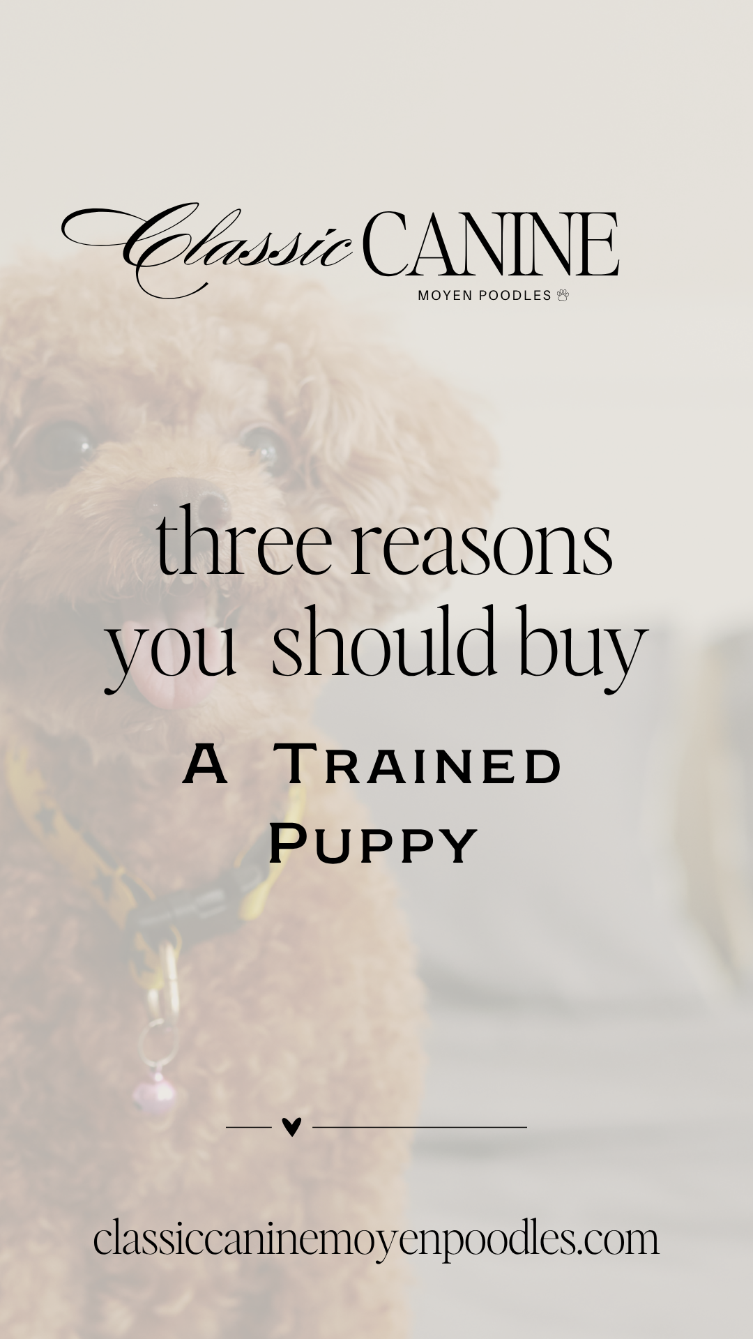 3 Reasons You Should Buy A Trained Moyen Poodle Puppy