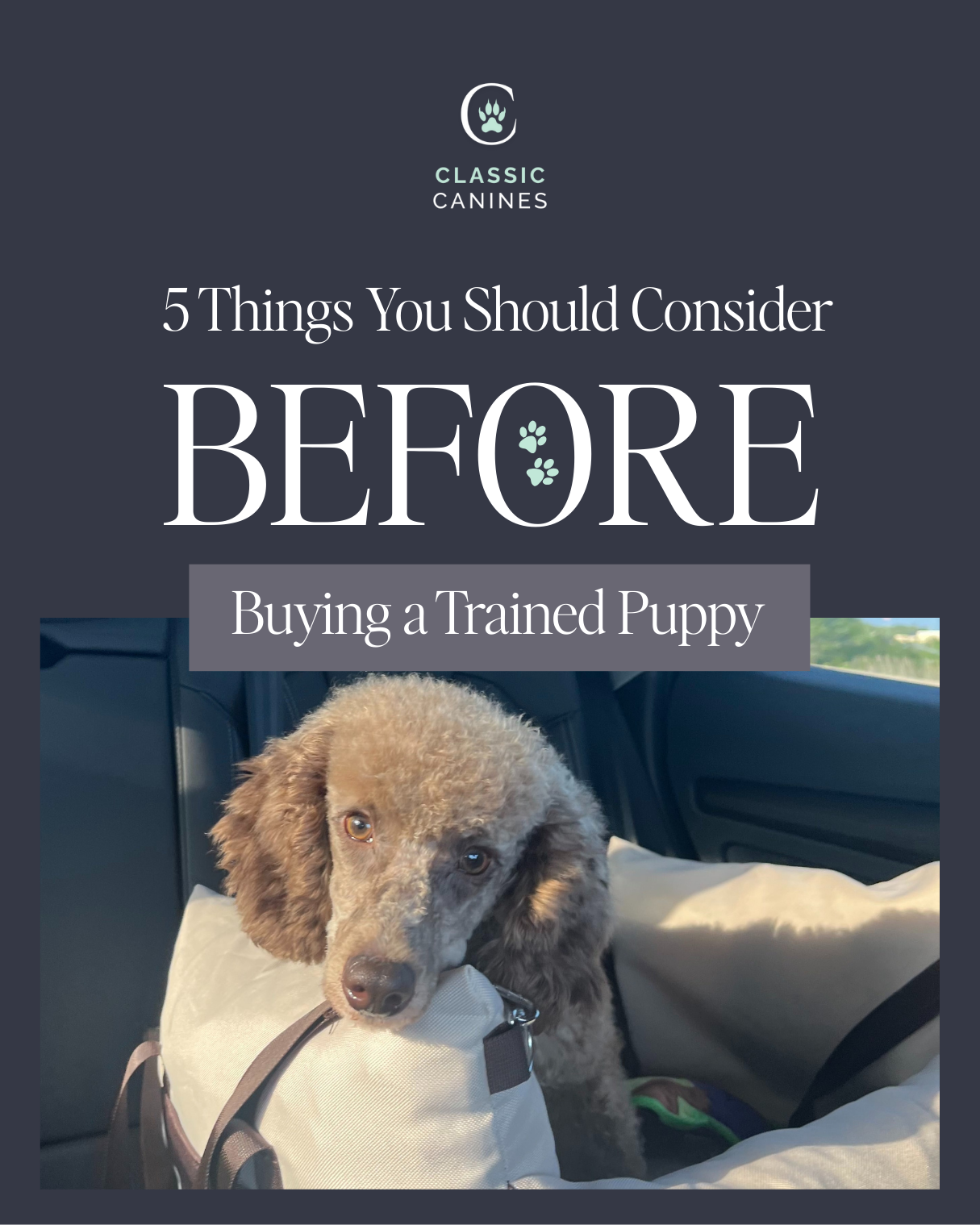 5 Things You Should Consider BEFORE Buying a Trained Puppy