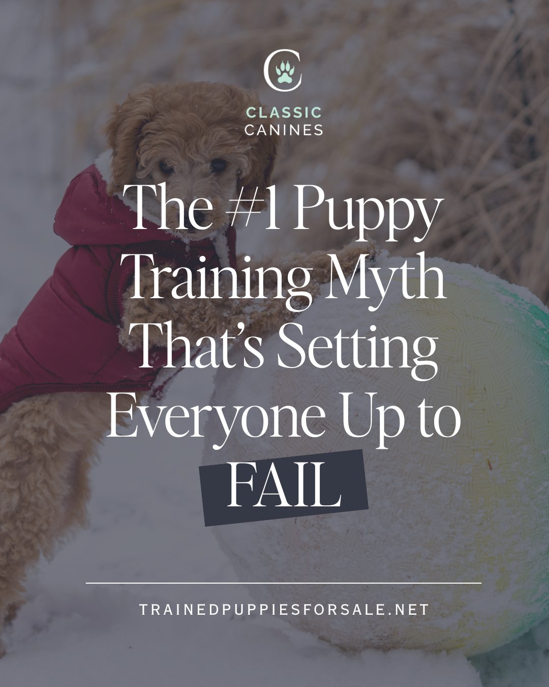 The Puppy Training Myth That’s Setting Everyone Up to Fail