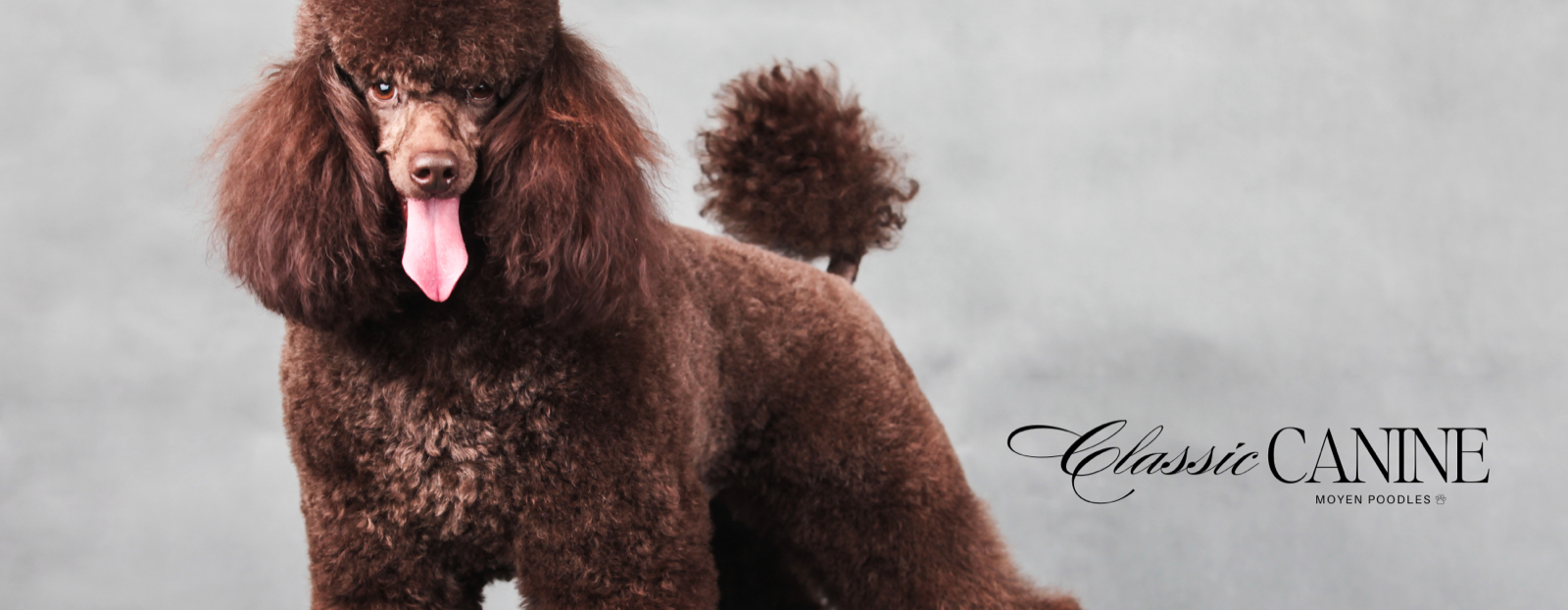 Classic Canines poodle