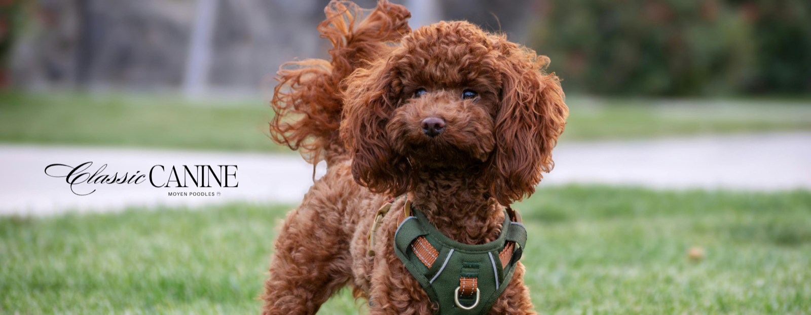 Classic Canines poodle