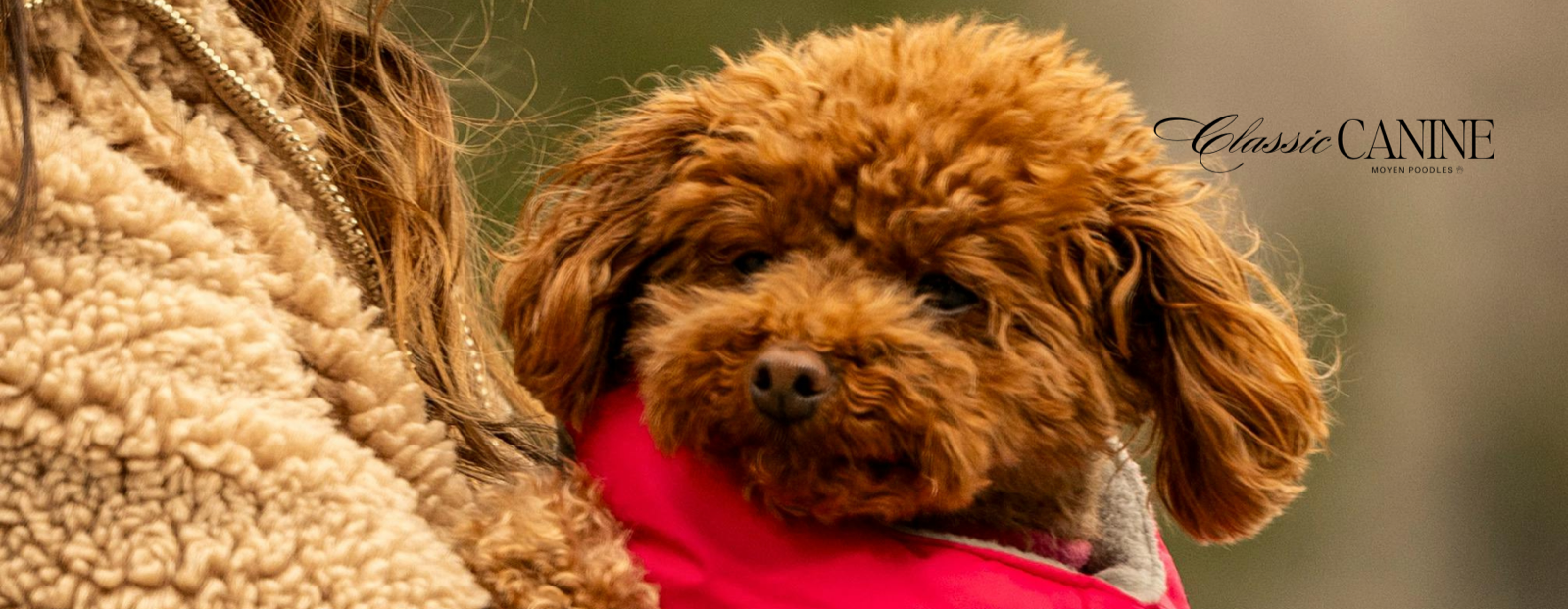 Classic Canines poodle