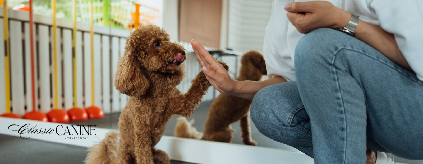 Classic Canines poodle