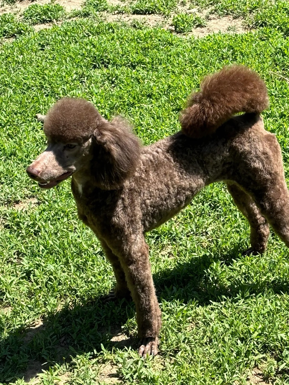 Classic Canines poodle