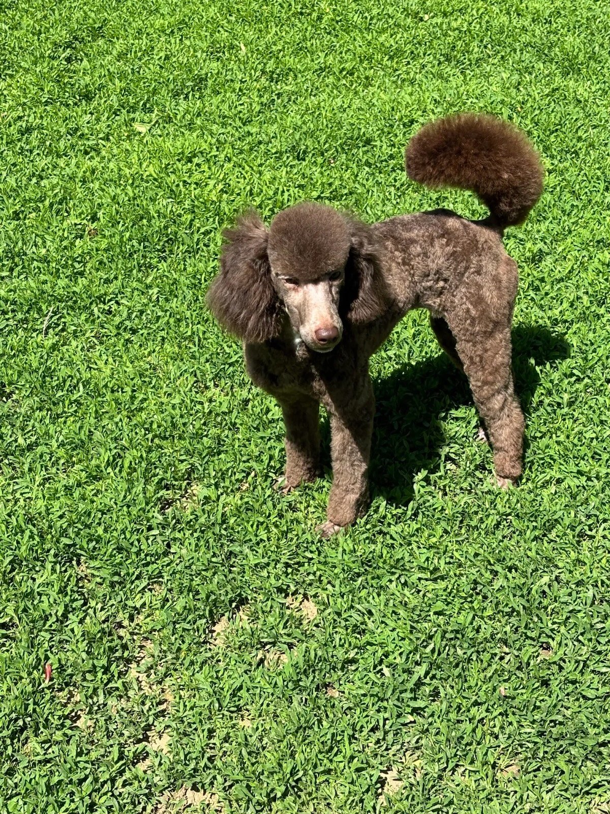 Classic Canines poodle