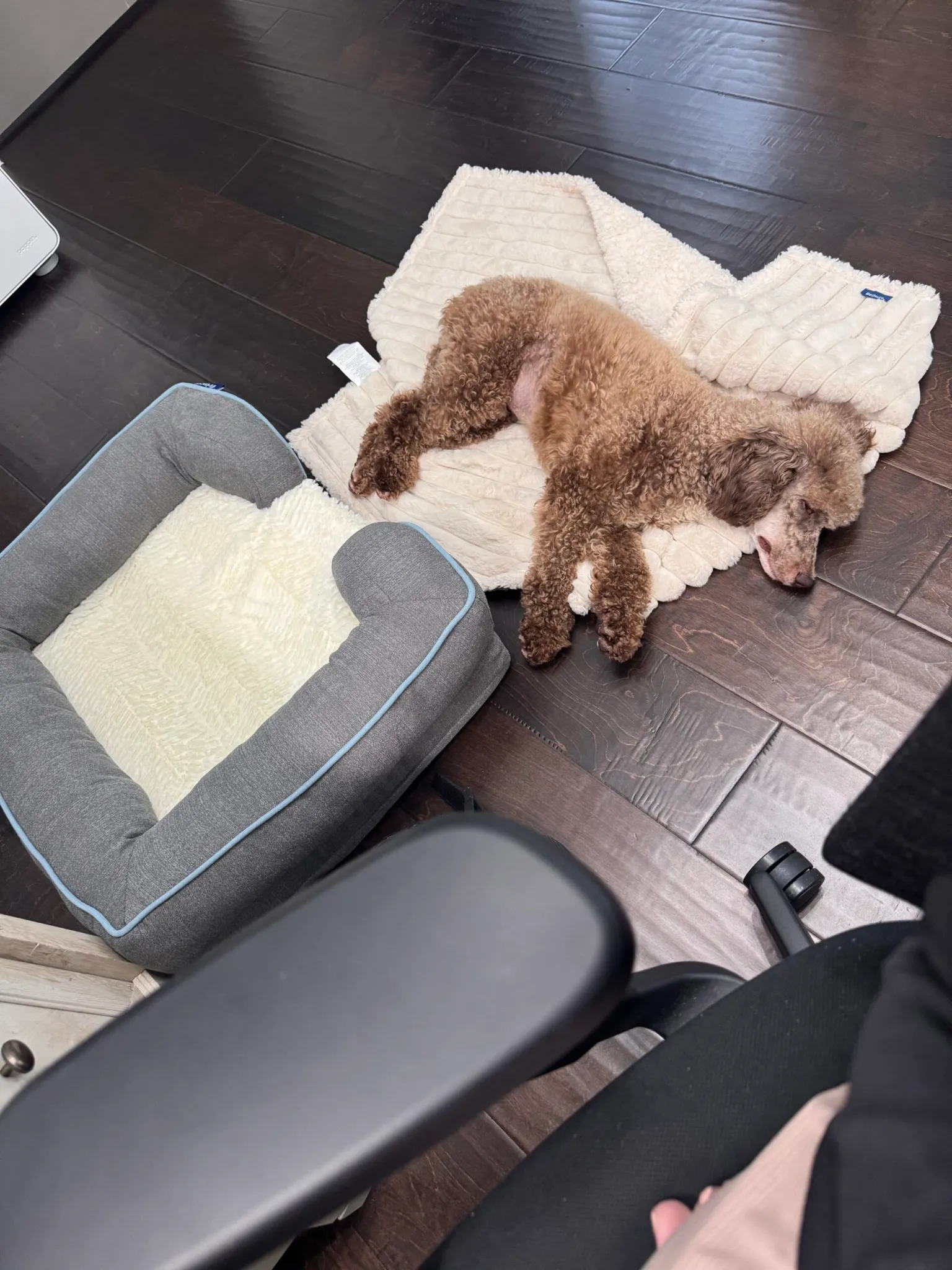 Classic Canines poodle