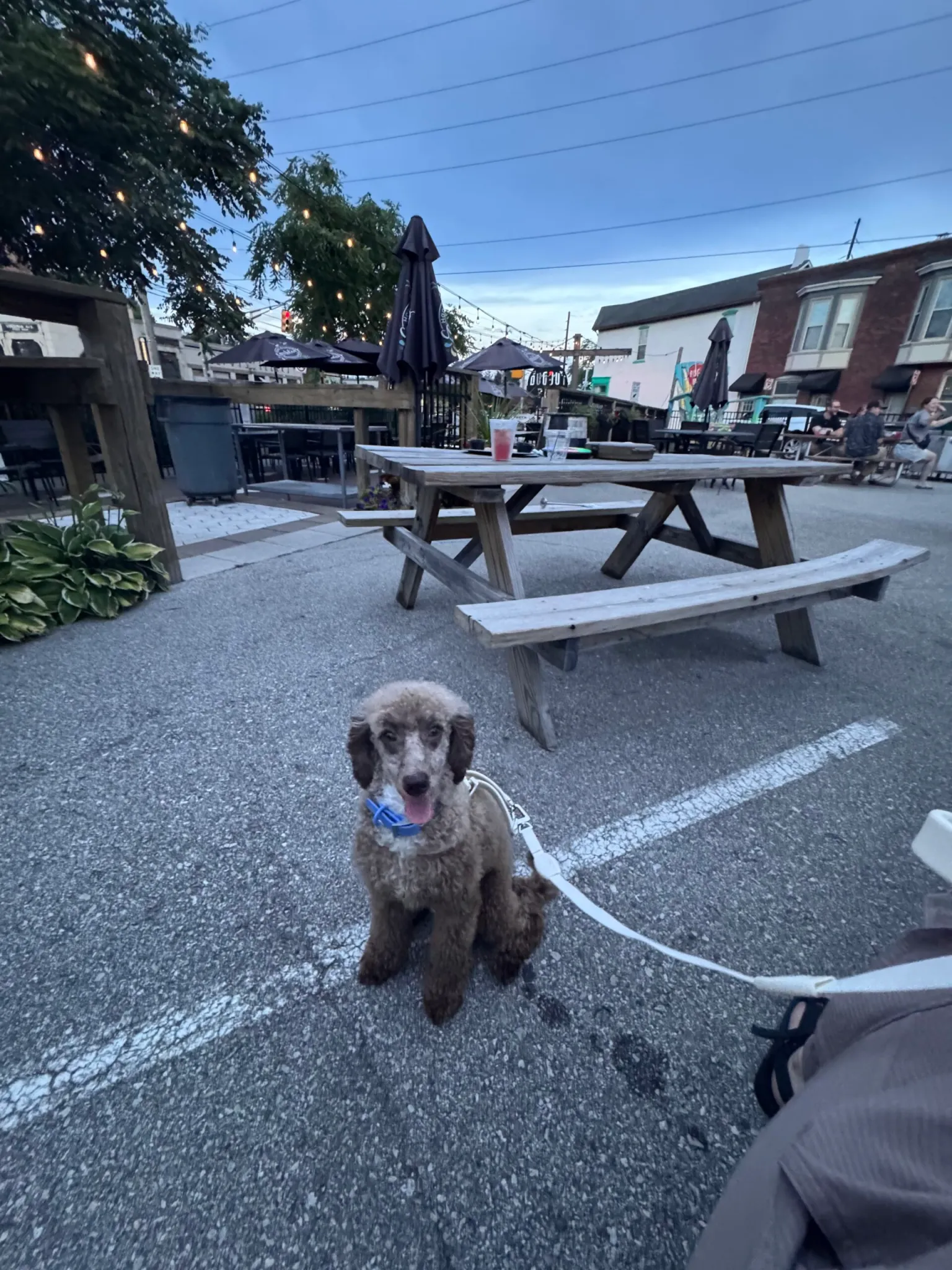 Classic Canines poodle