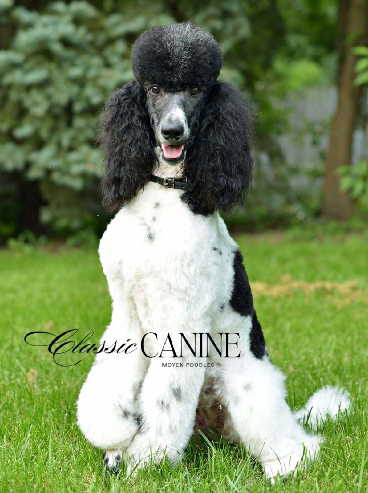 Classic Canines poodle