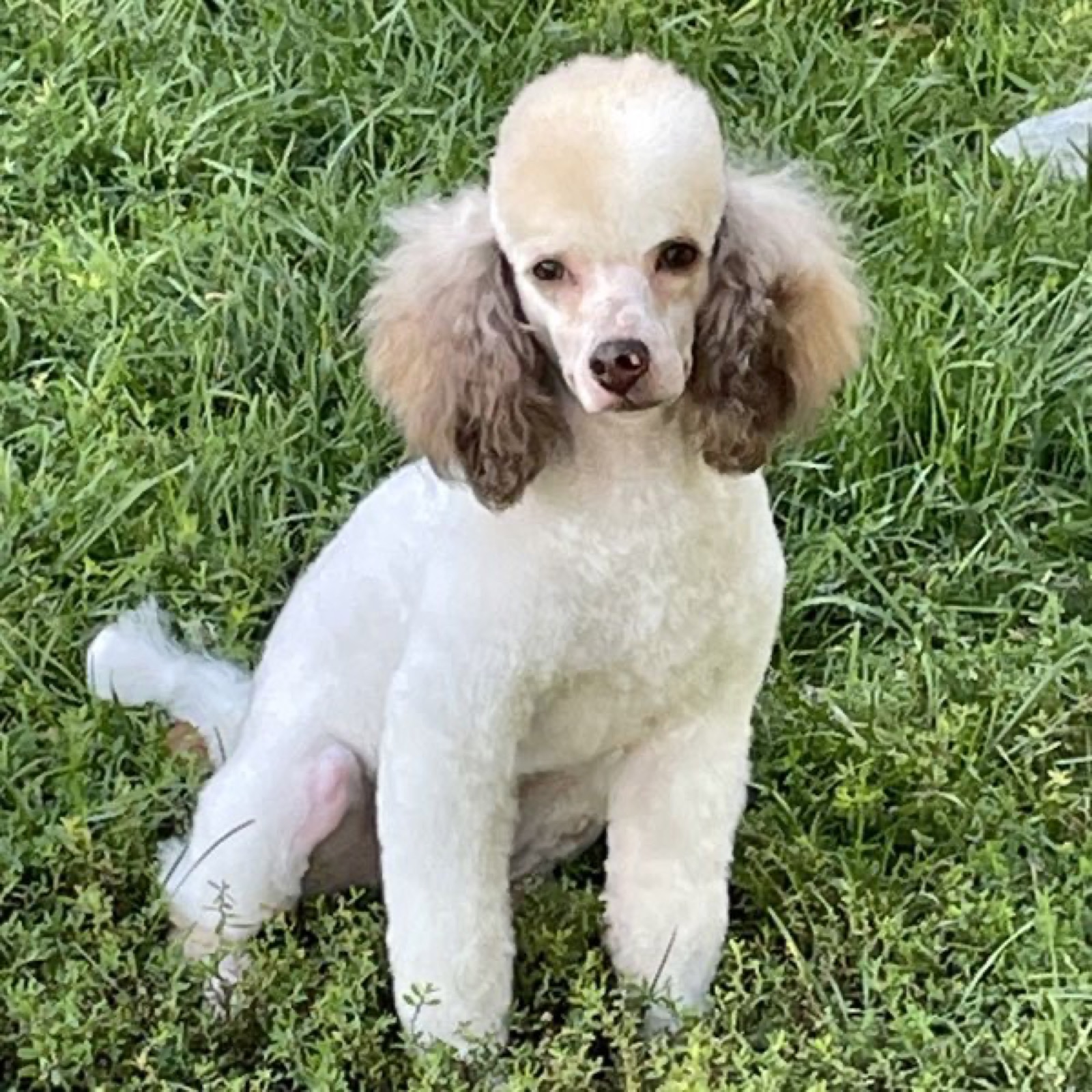 Classic Canines poodle
