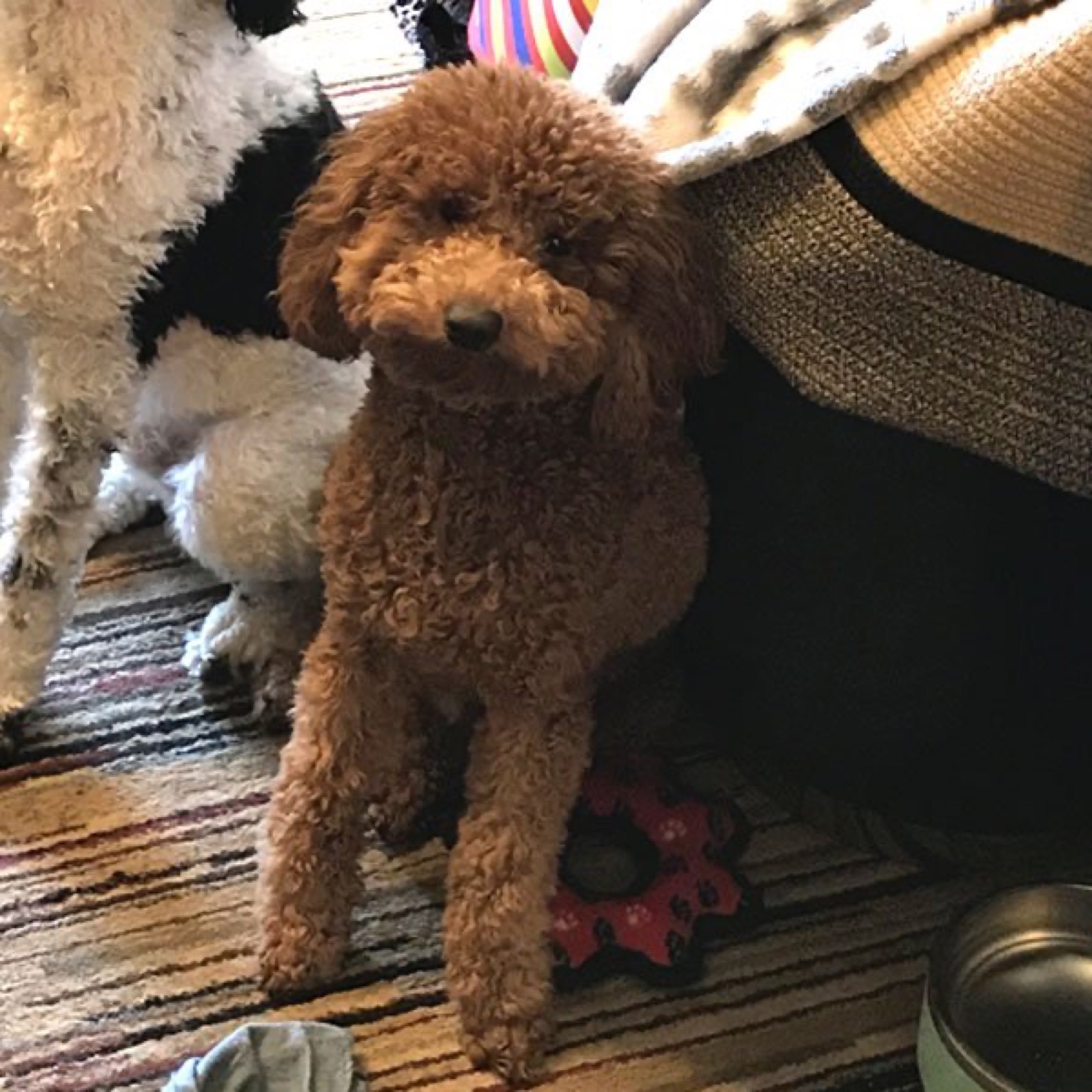 Classic Canines poodle