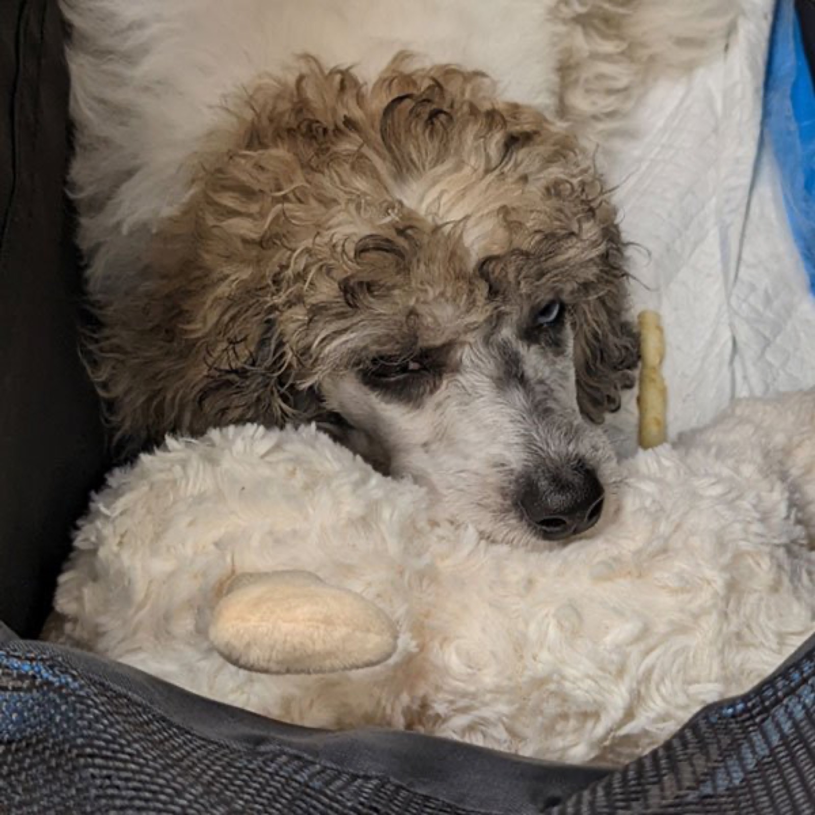 Classic Canines poodle
