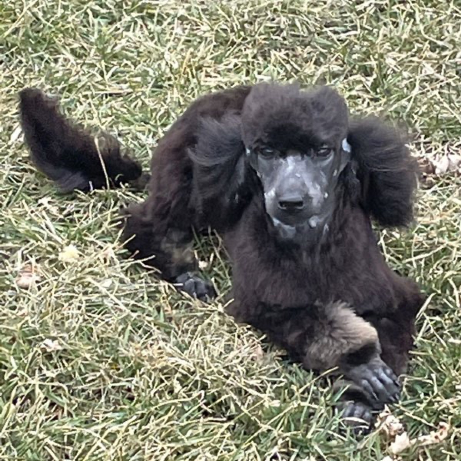 Classic Canines poodle
