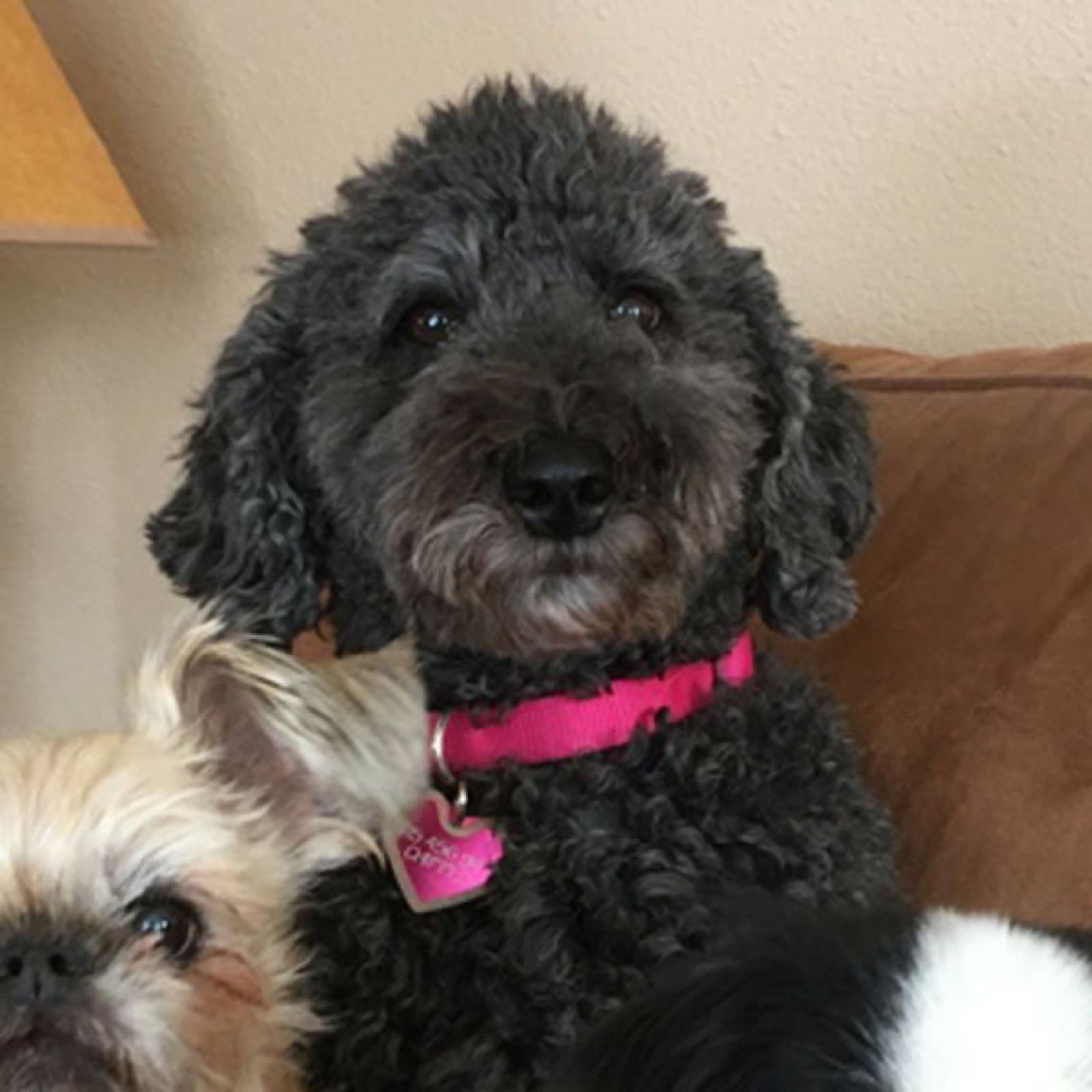 Classic Canines poodle