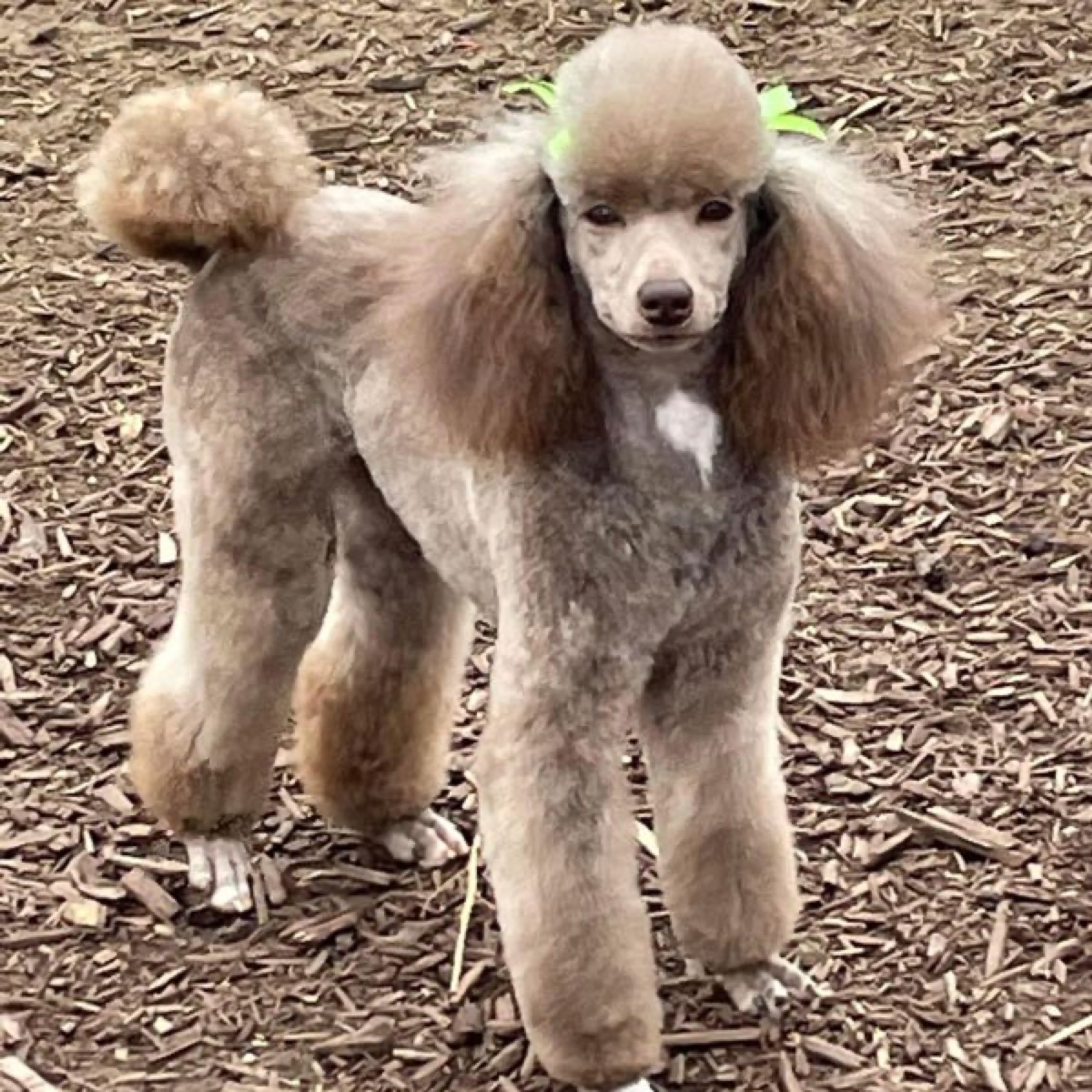 Classic Canines poodle