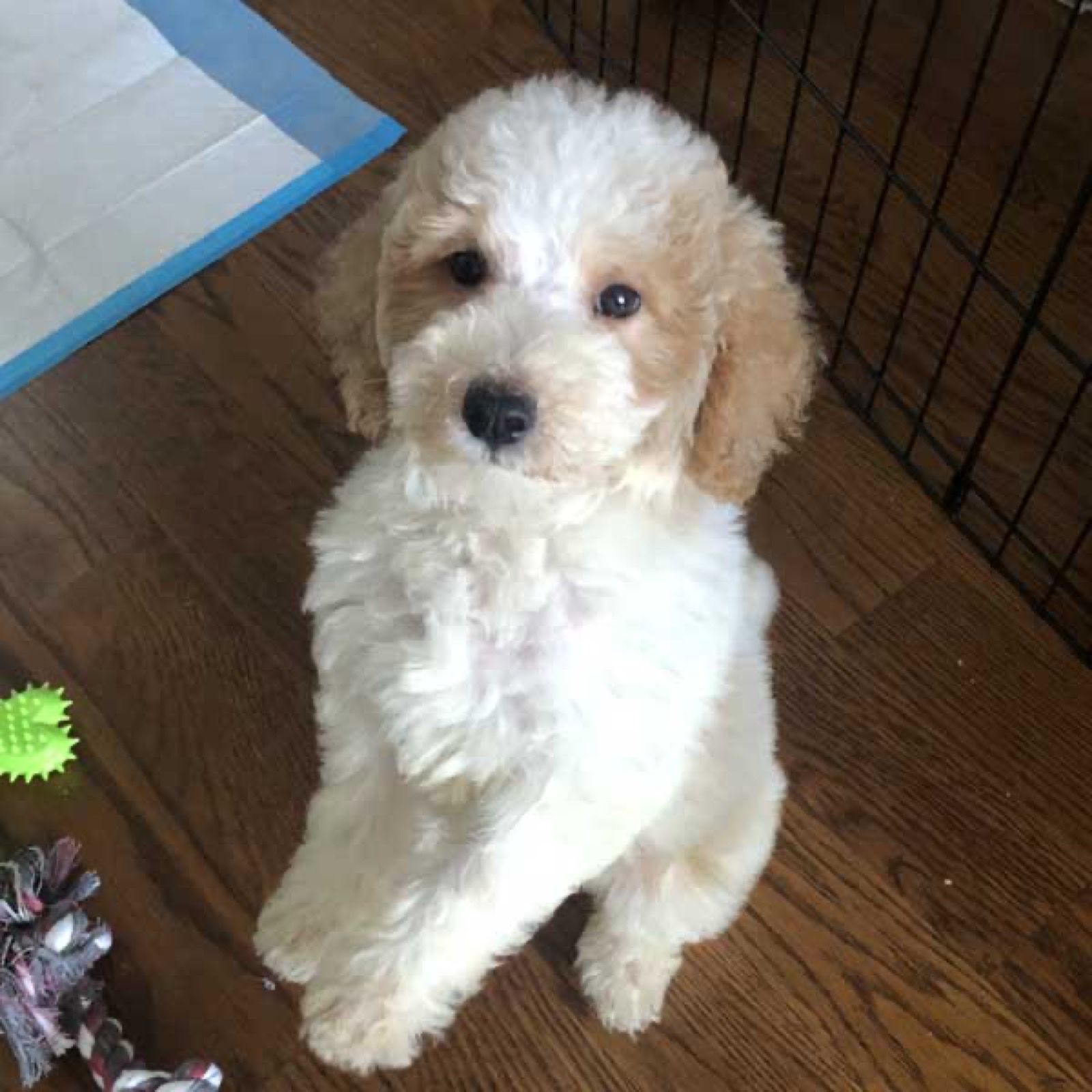 Classic Canines poodle