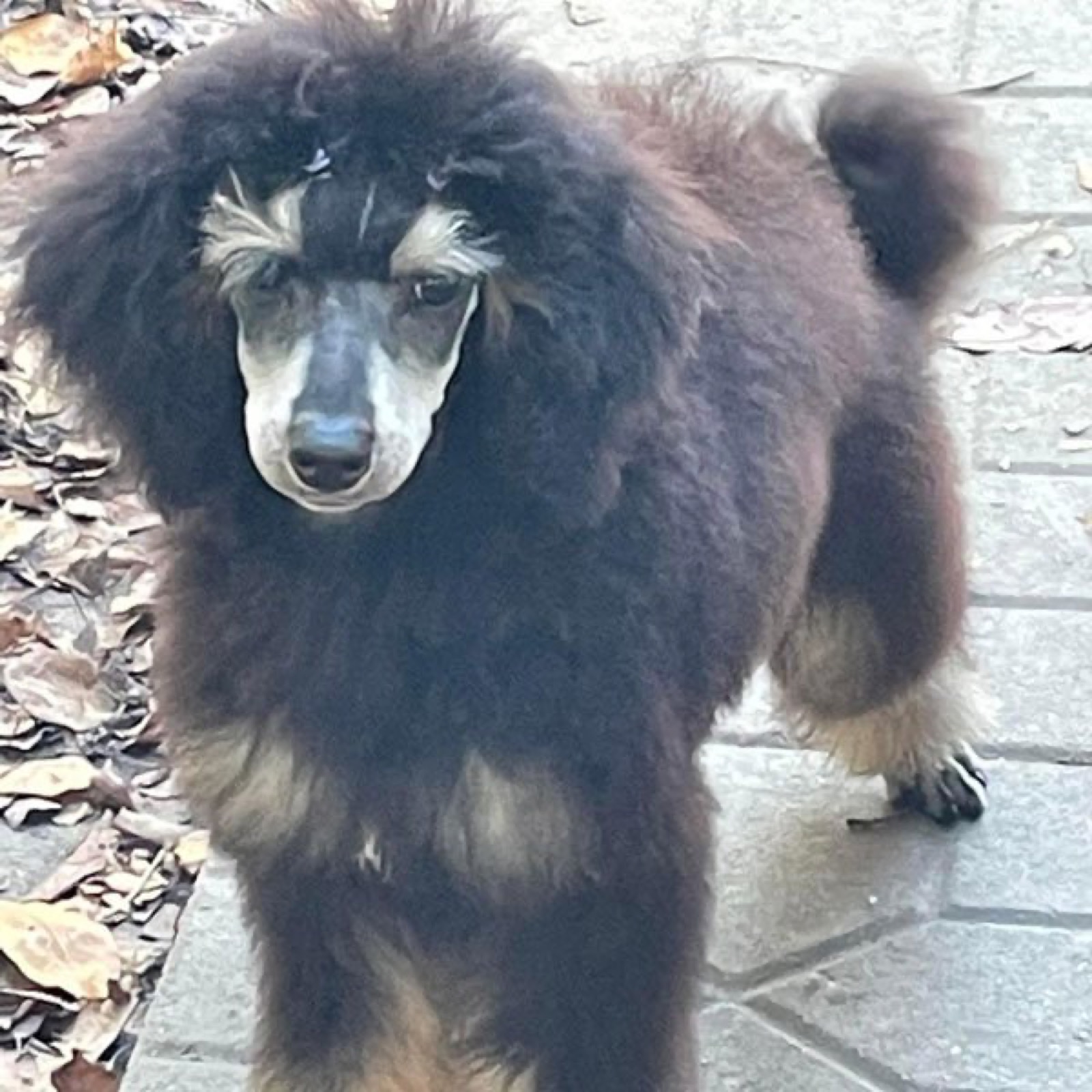 Classic Canines poodle
