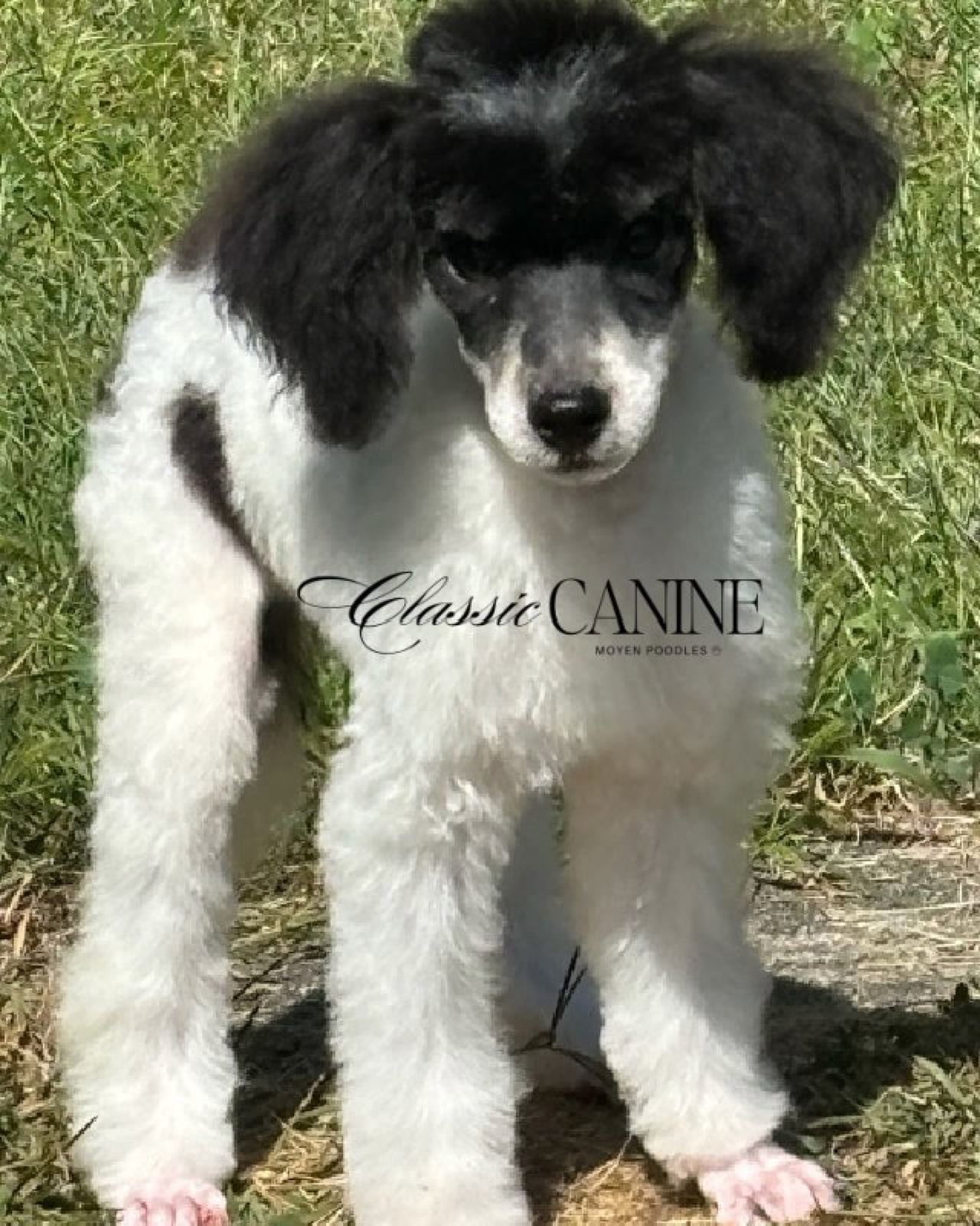 Classic Canines poodle
