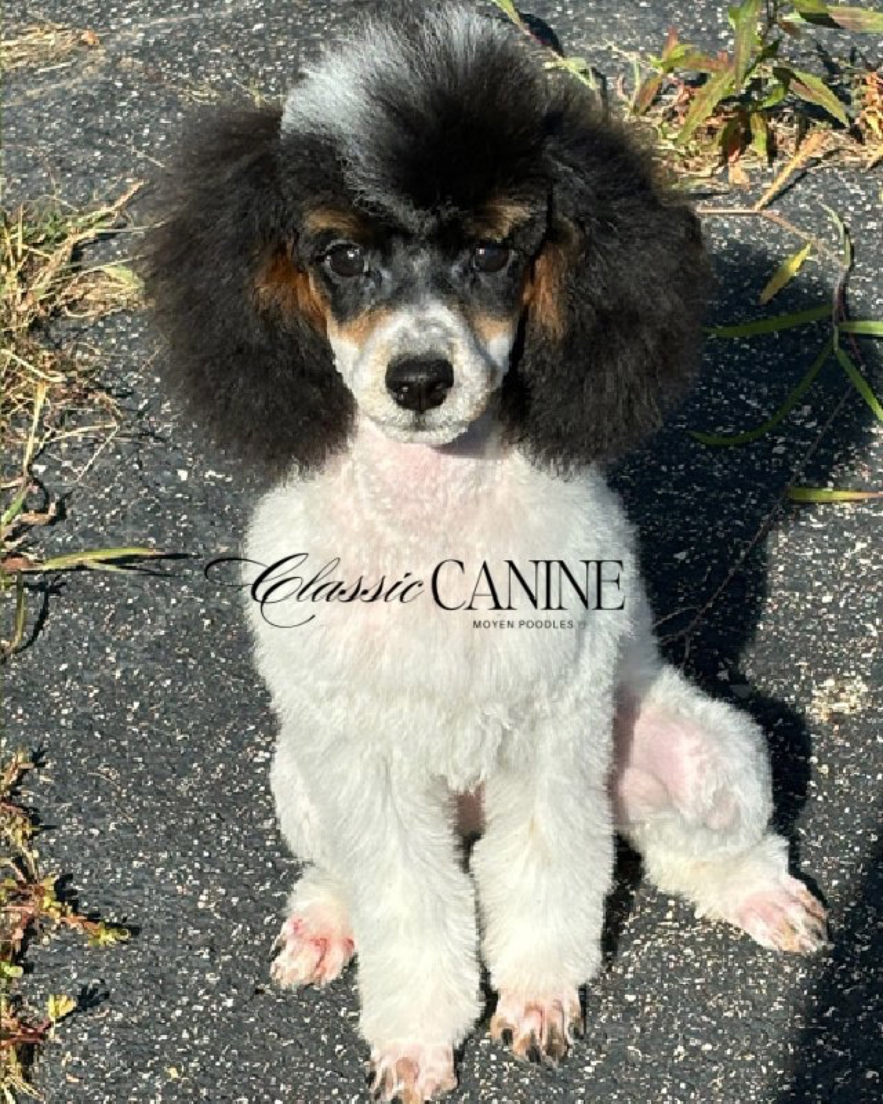 Classic Canines poodle