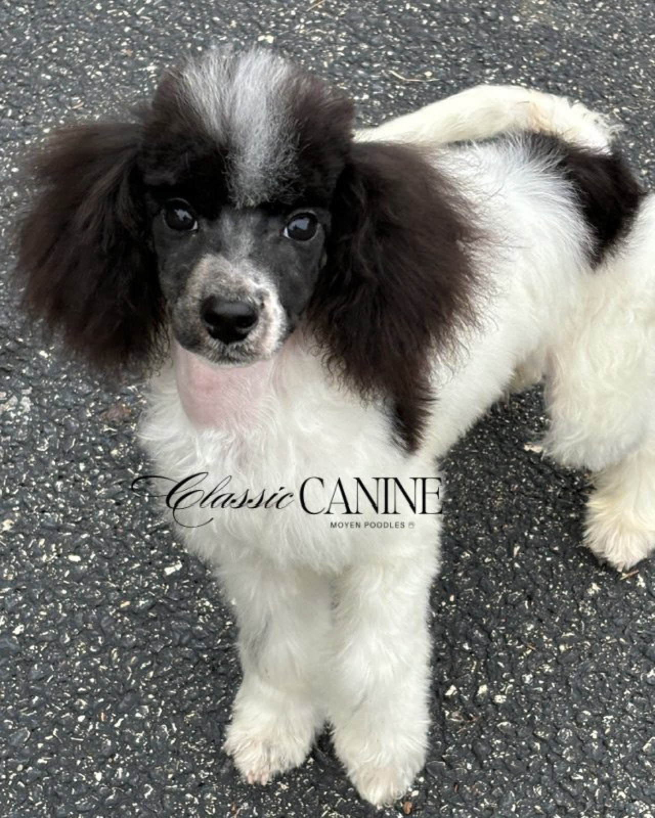 Classic Canines poodle