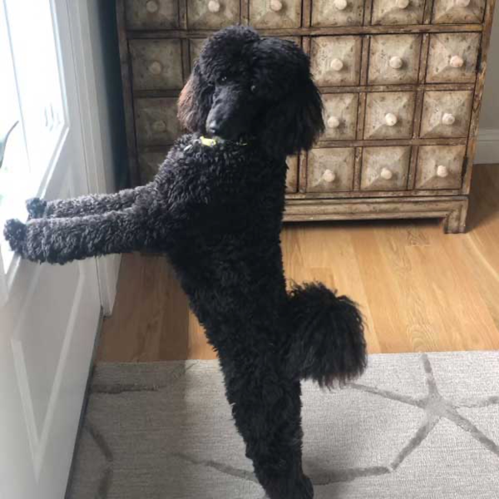 Classic Canines poodle