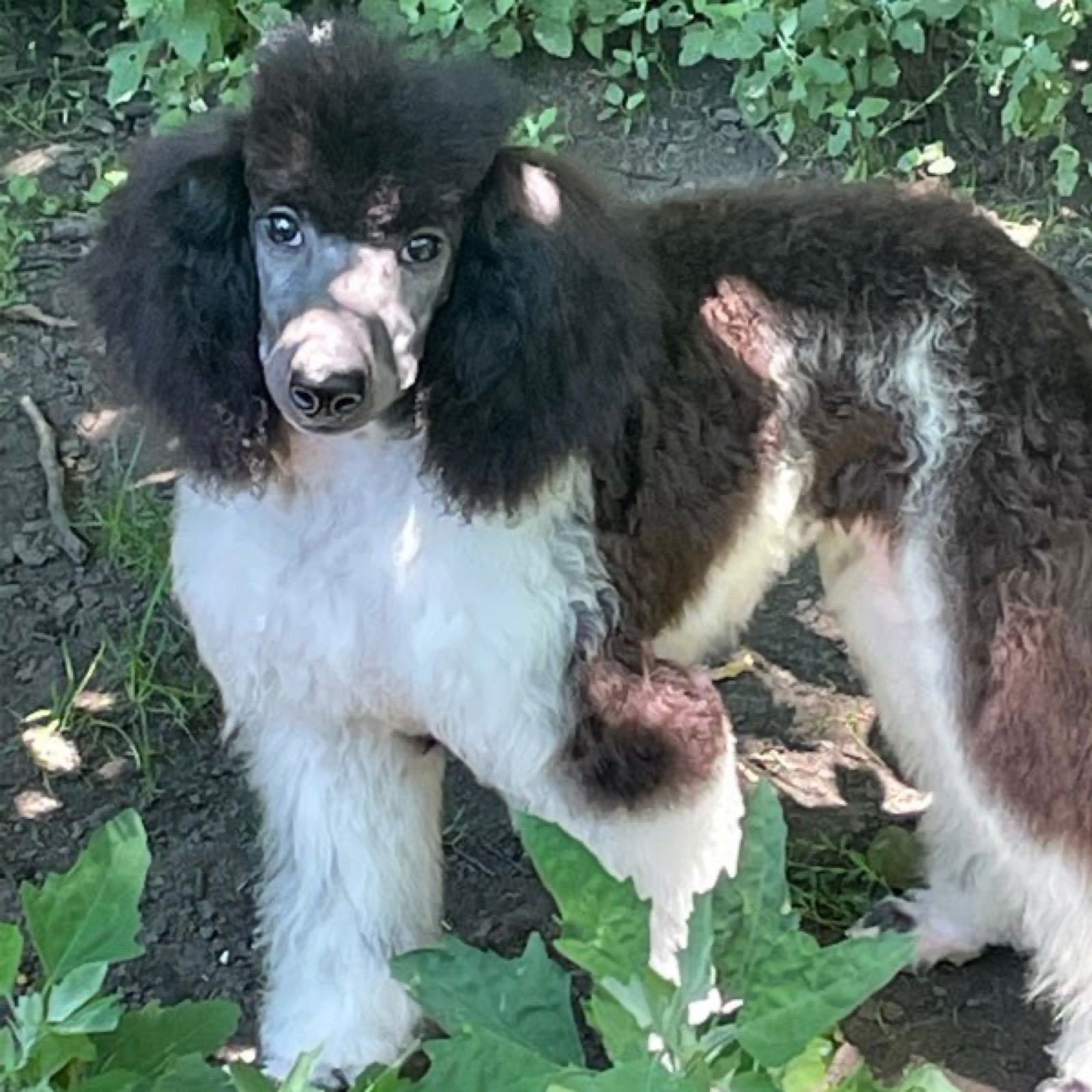 Classic Canines poodle