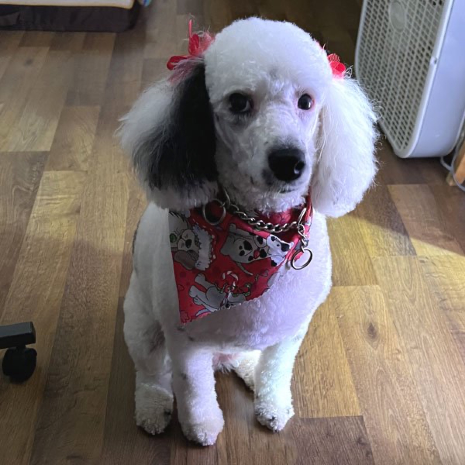 Classic Canines poodle
