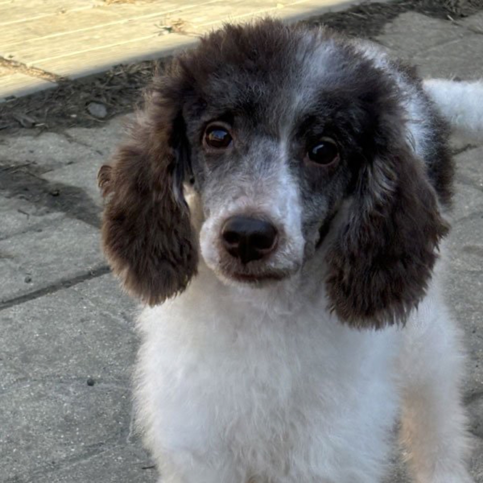 Classic Canines poodle