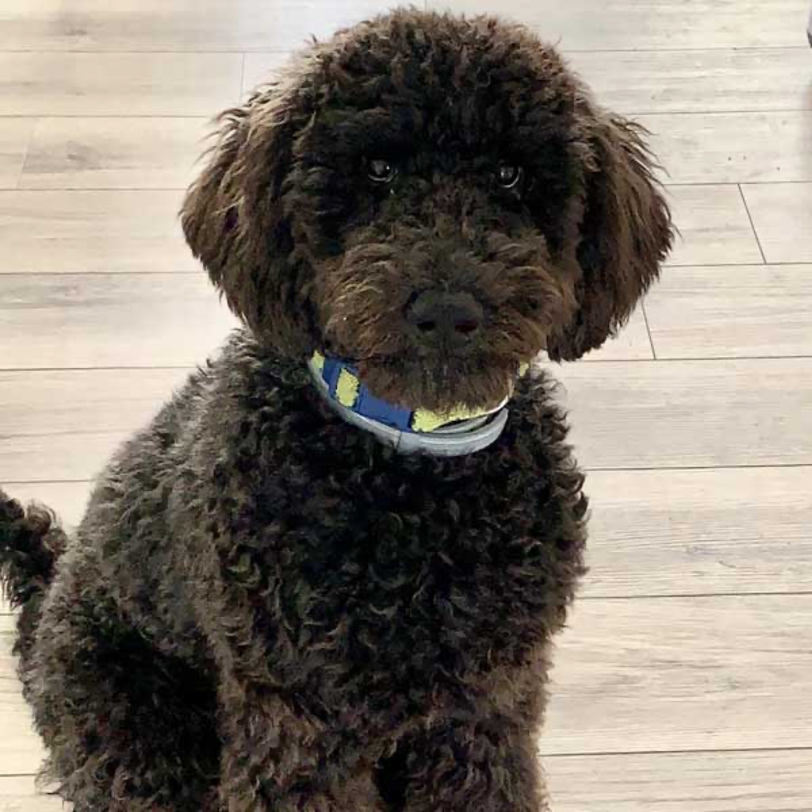 Classic Canines poodle