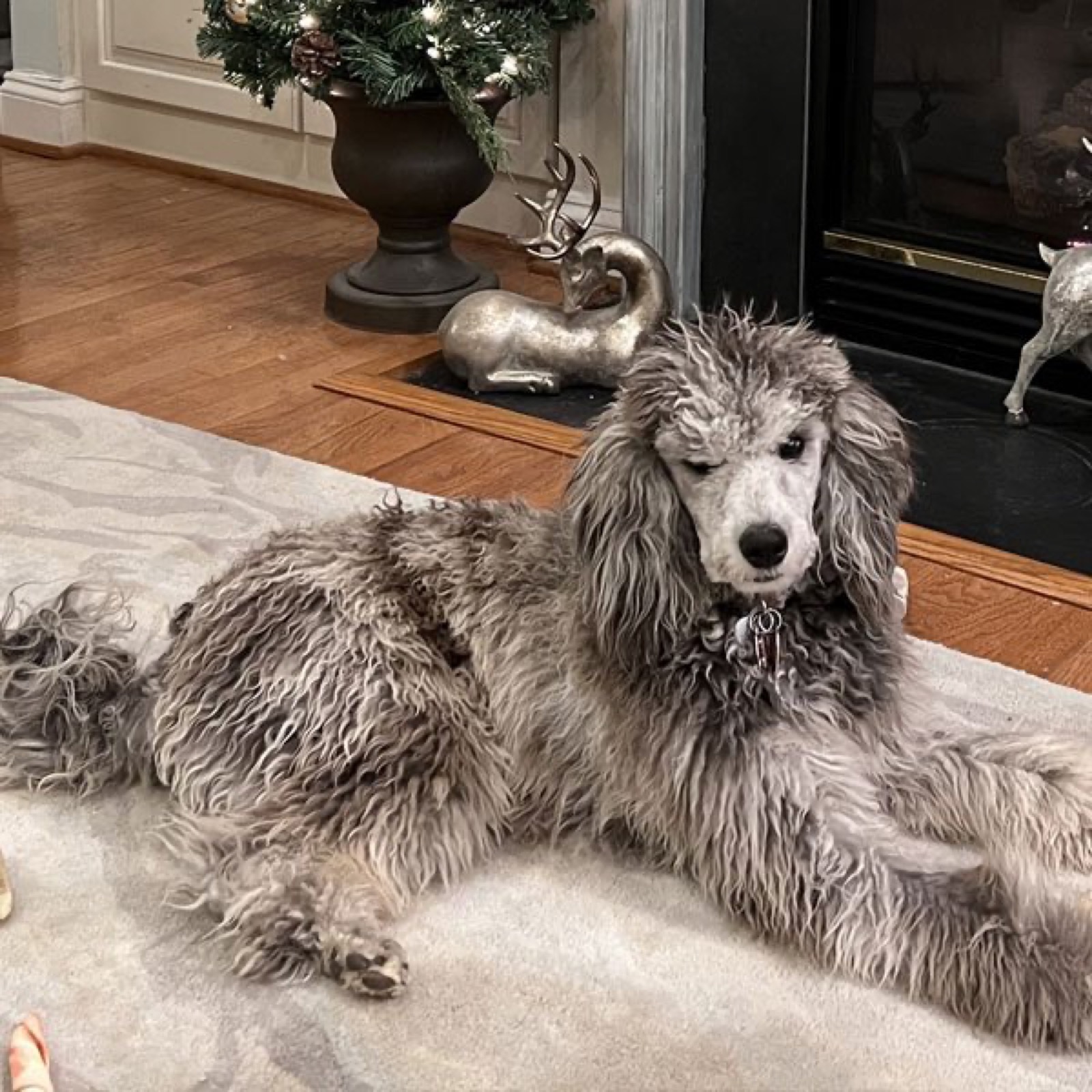 Classic Canines poodle
