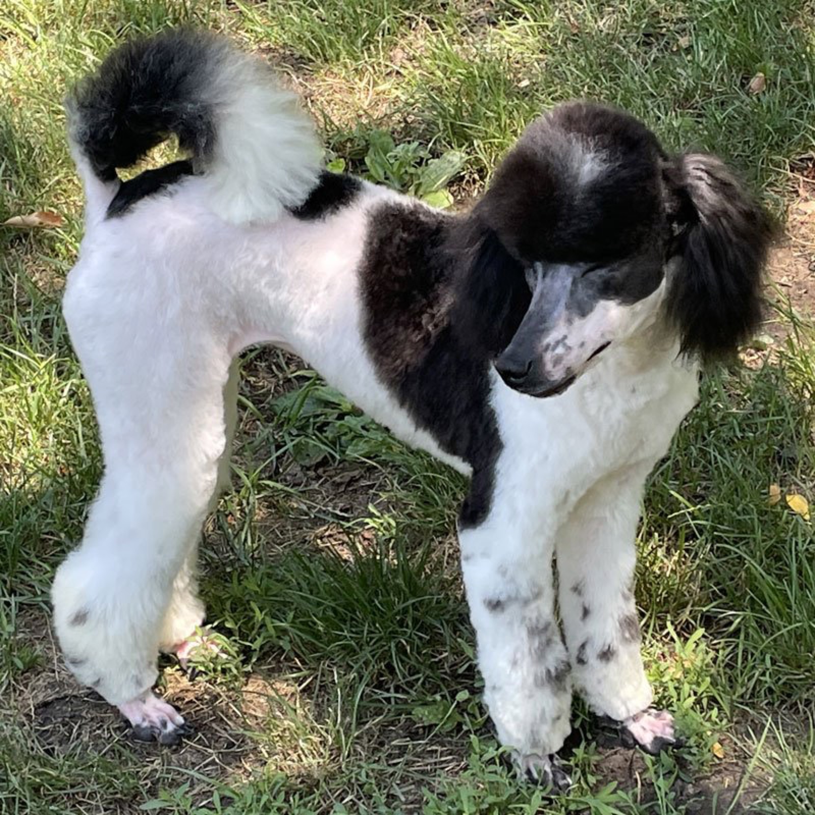 Classic Canines poodle