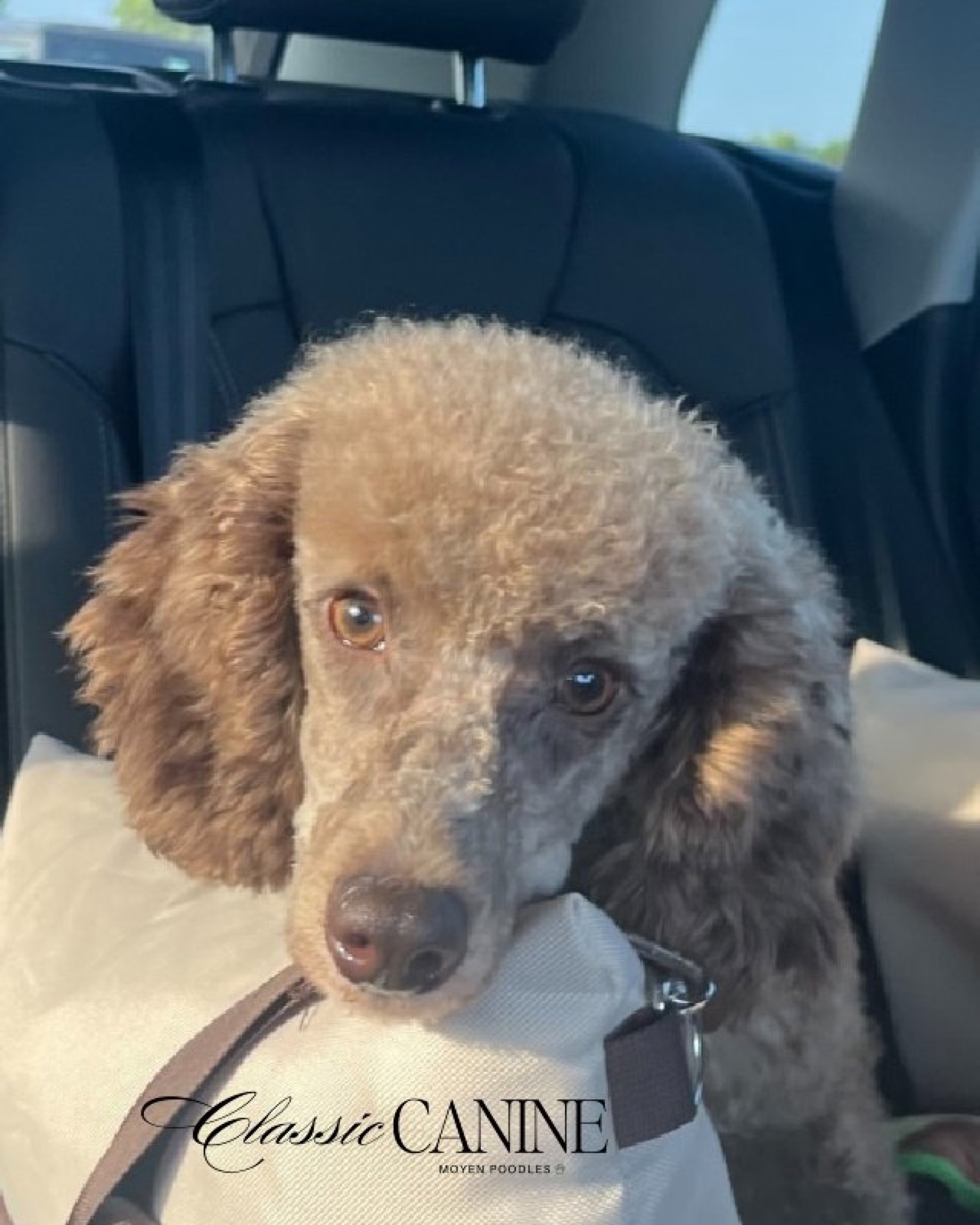 Classic Canines poodle