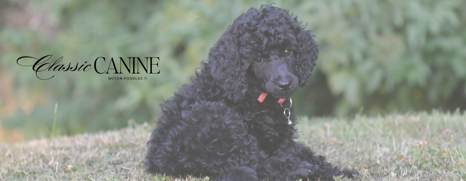 Classic Canines poodle