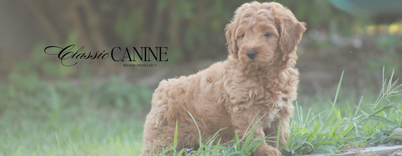 Classic Canines poodle