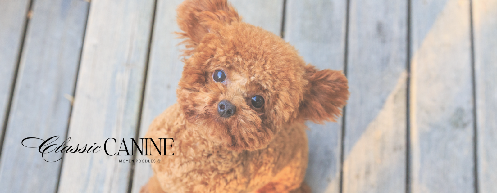 Classic Canines poodle