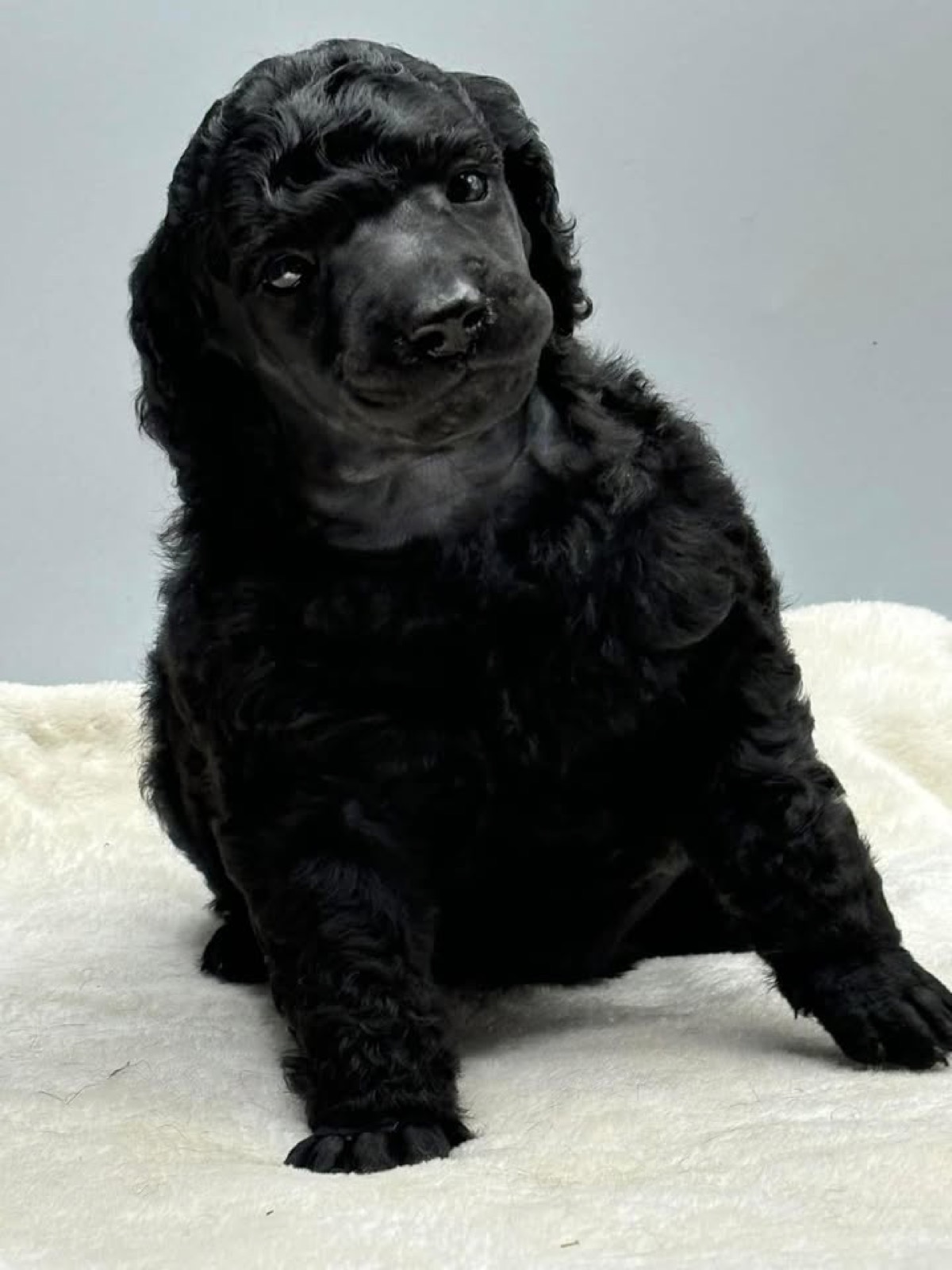 Classic Canines poodle