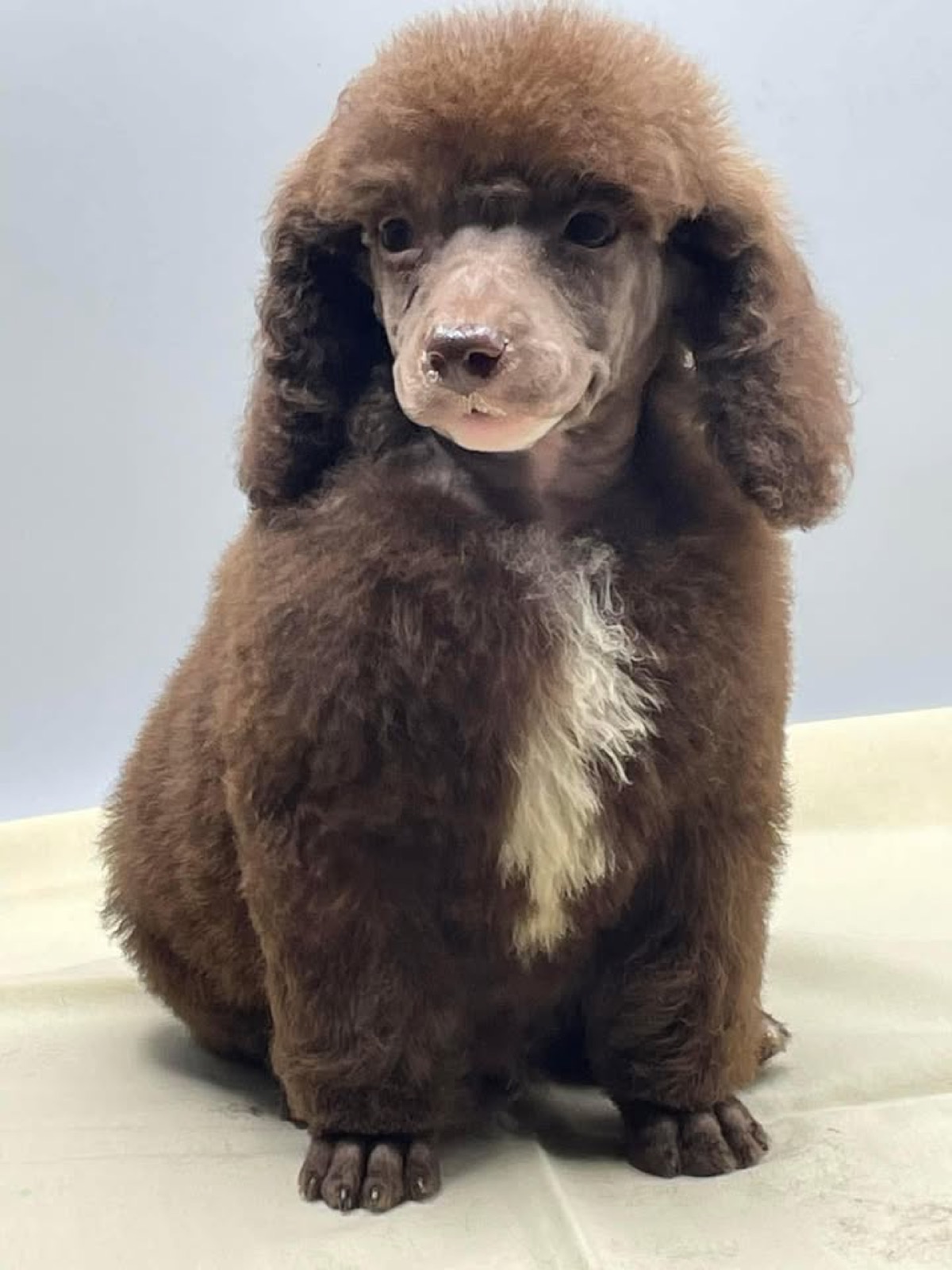Classic Canines poodle