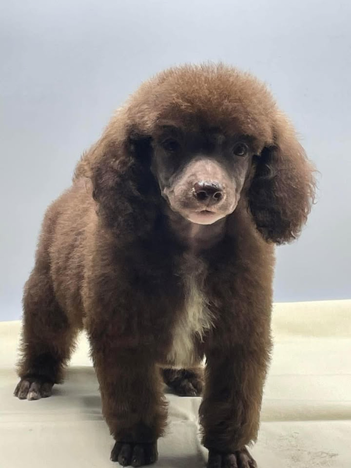 Classic Canines poodle