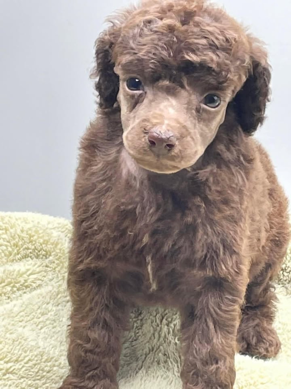 Classic Canines poodle