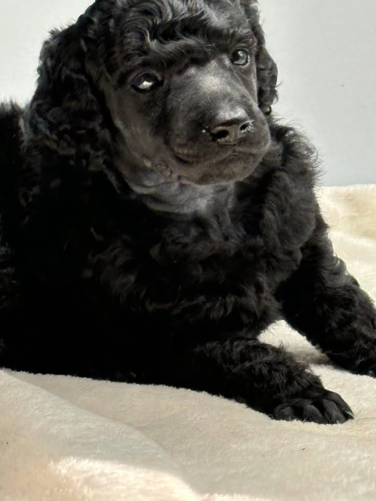 Classic Canines poodle