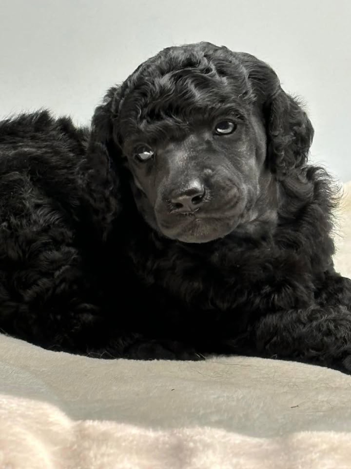 Classic Canines poodle