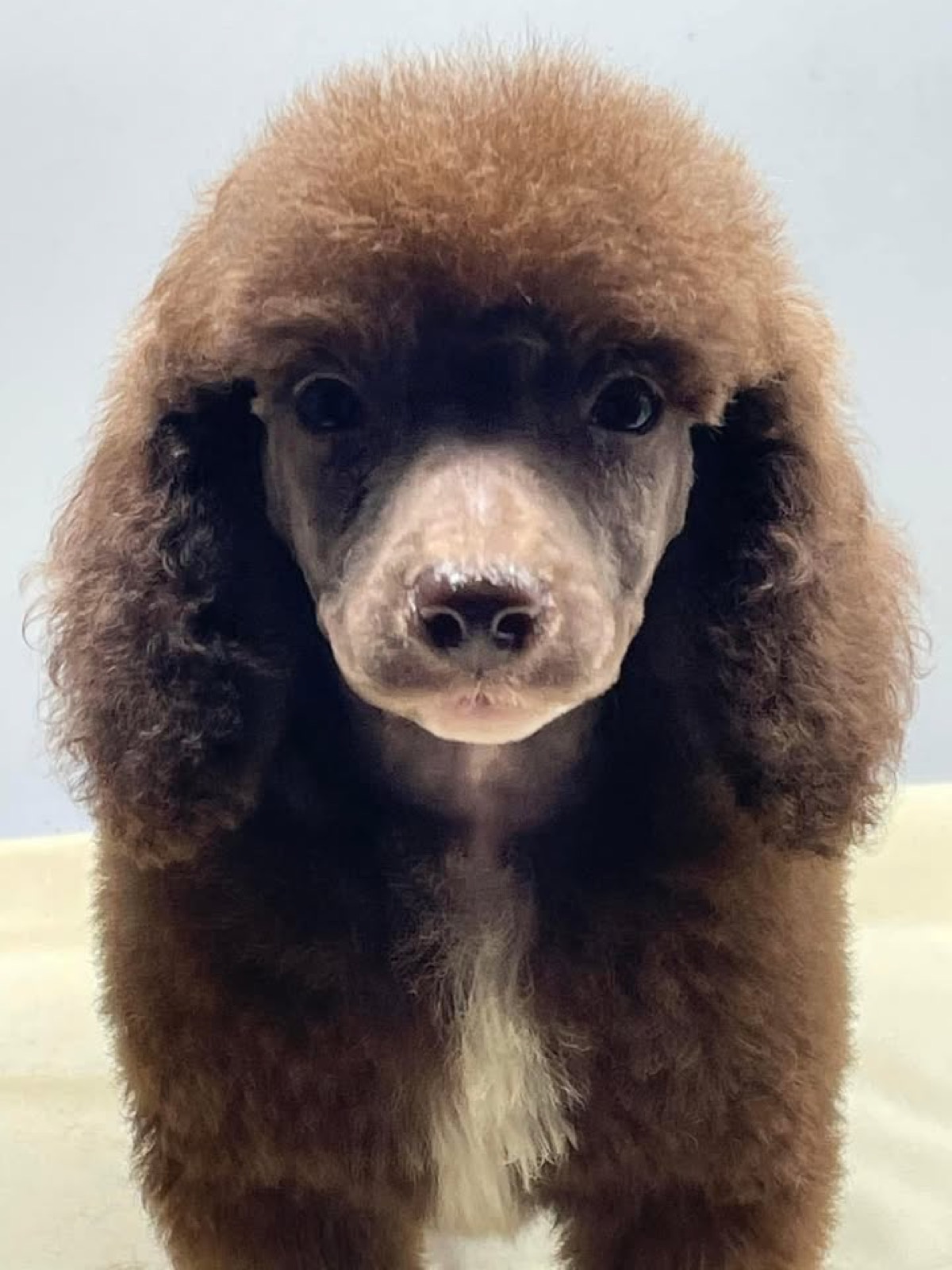 Classic Canines poodle