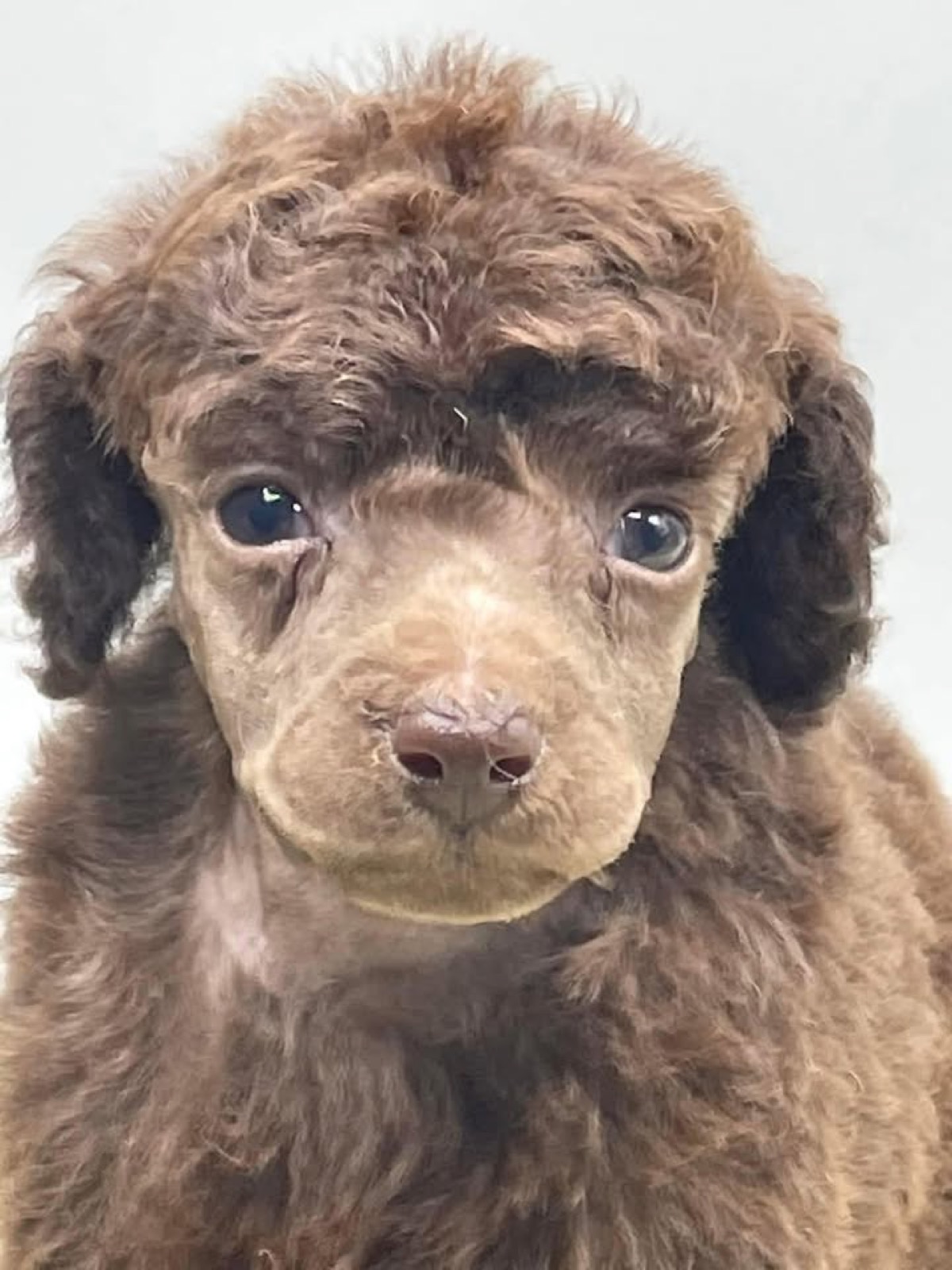 Classic Canines poodle