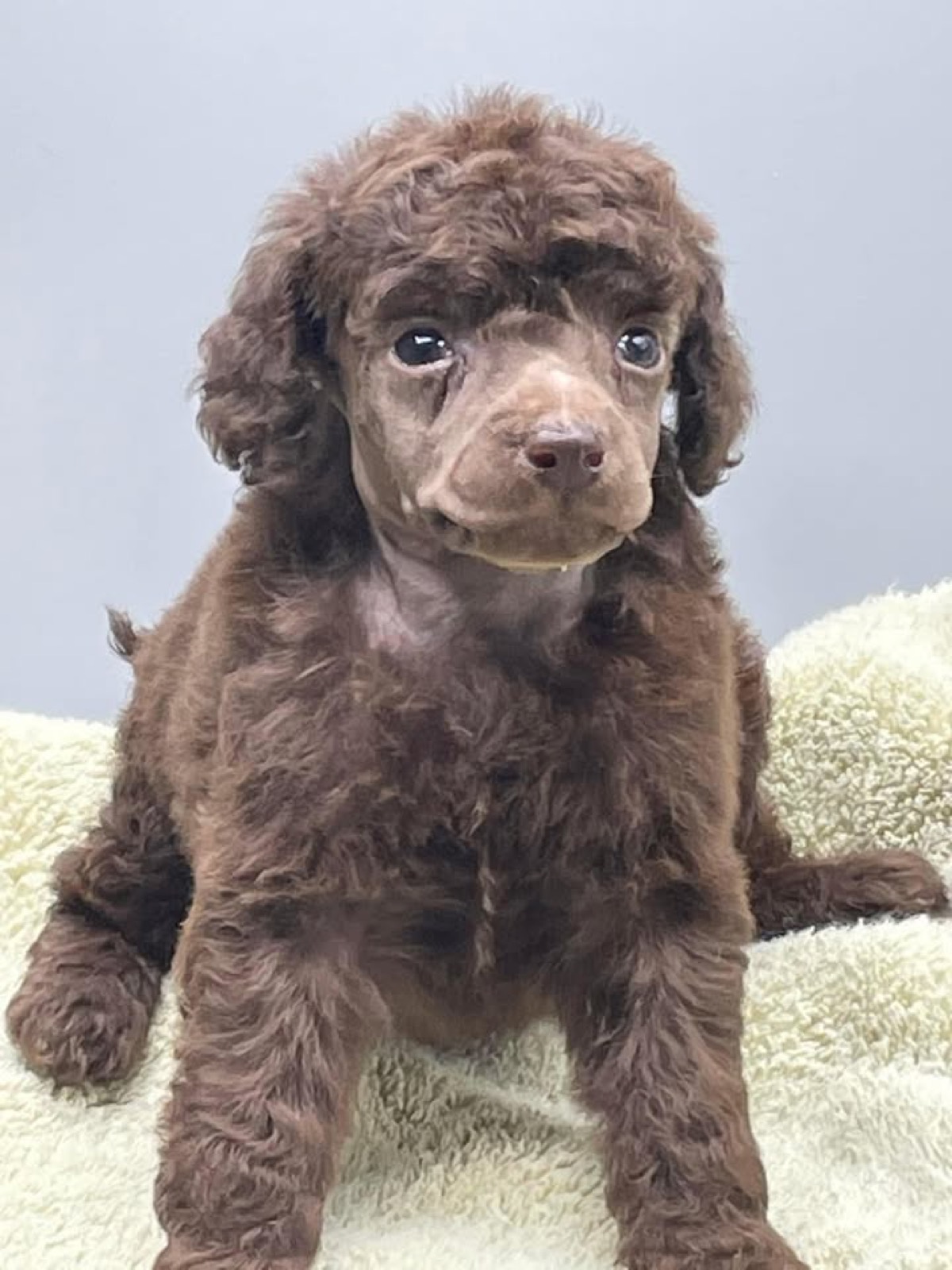 Classic Canines poodle