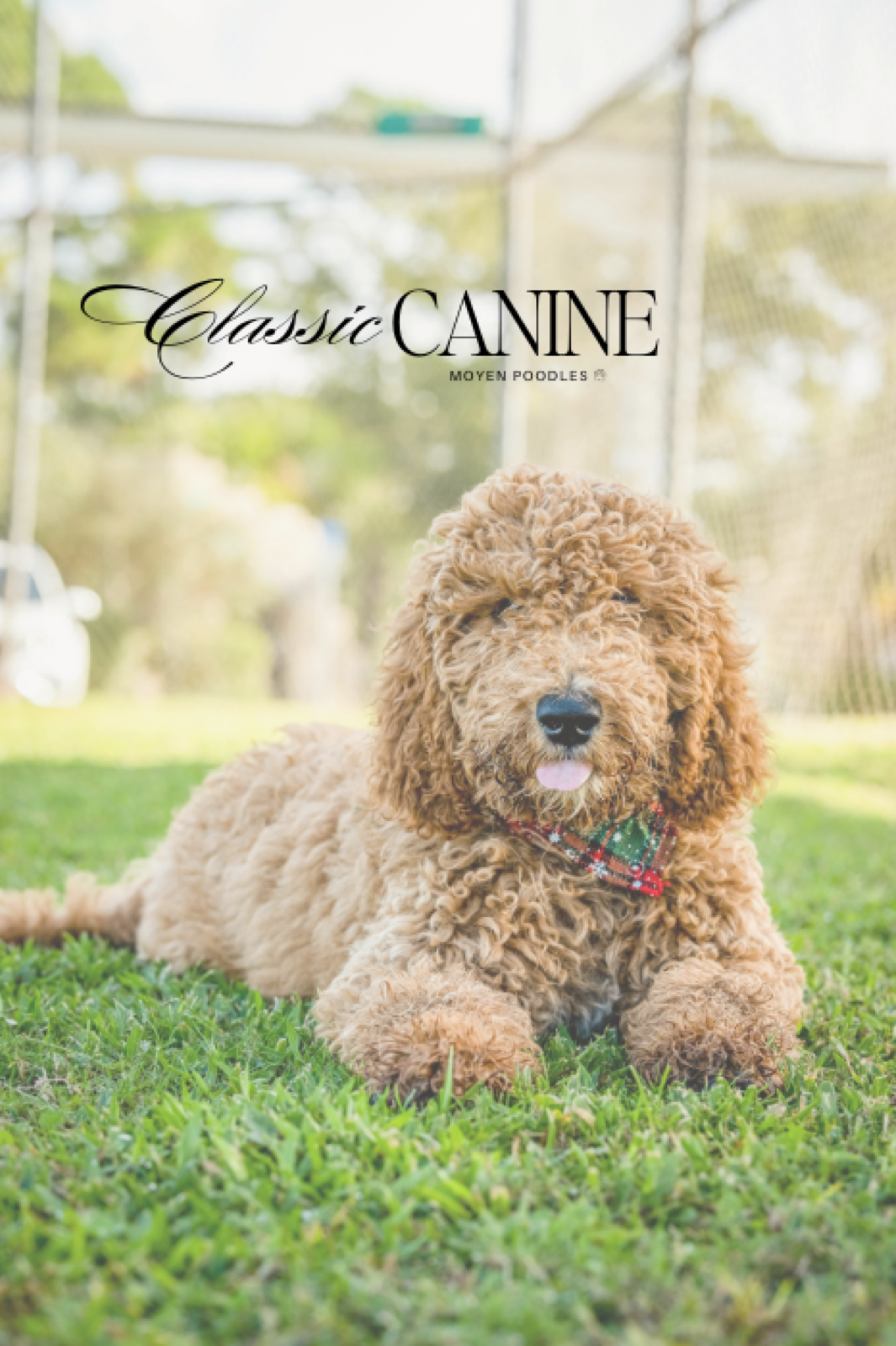 Classic Canines poodle