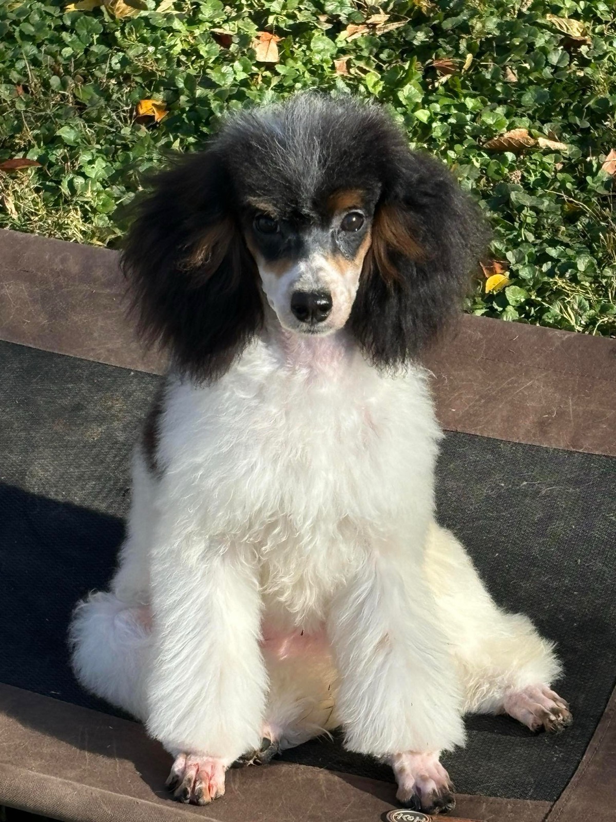Classic Canines poodle
