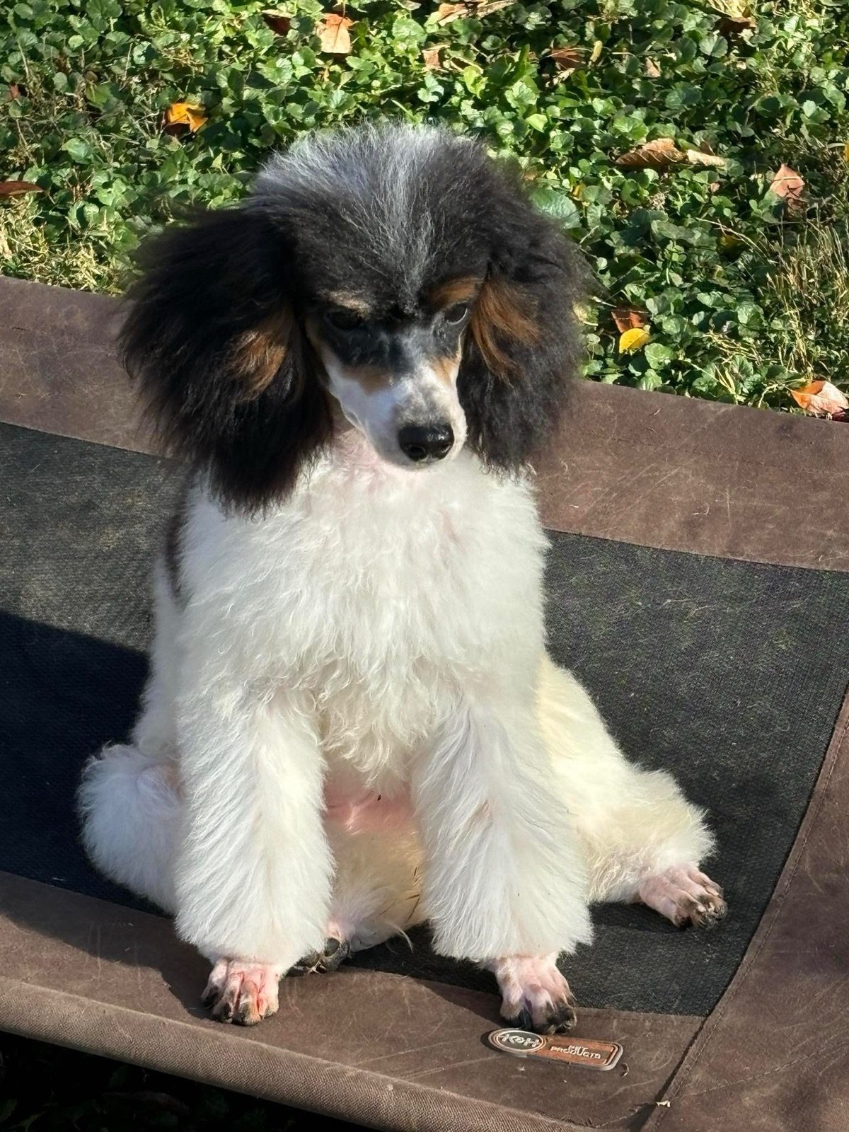 Classic Canines poodle