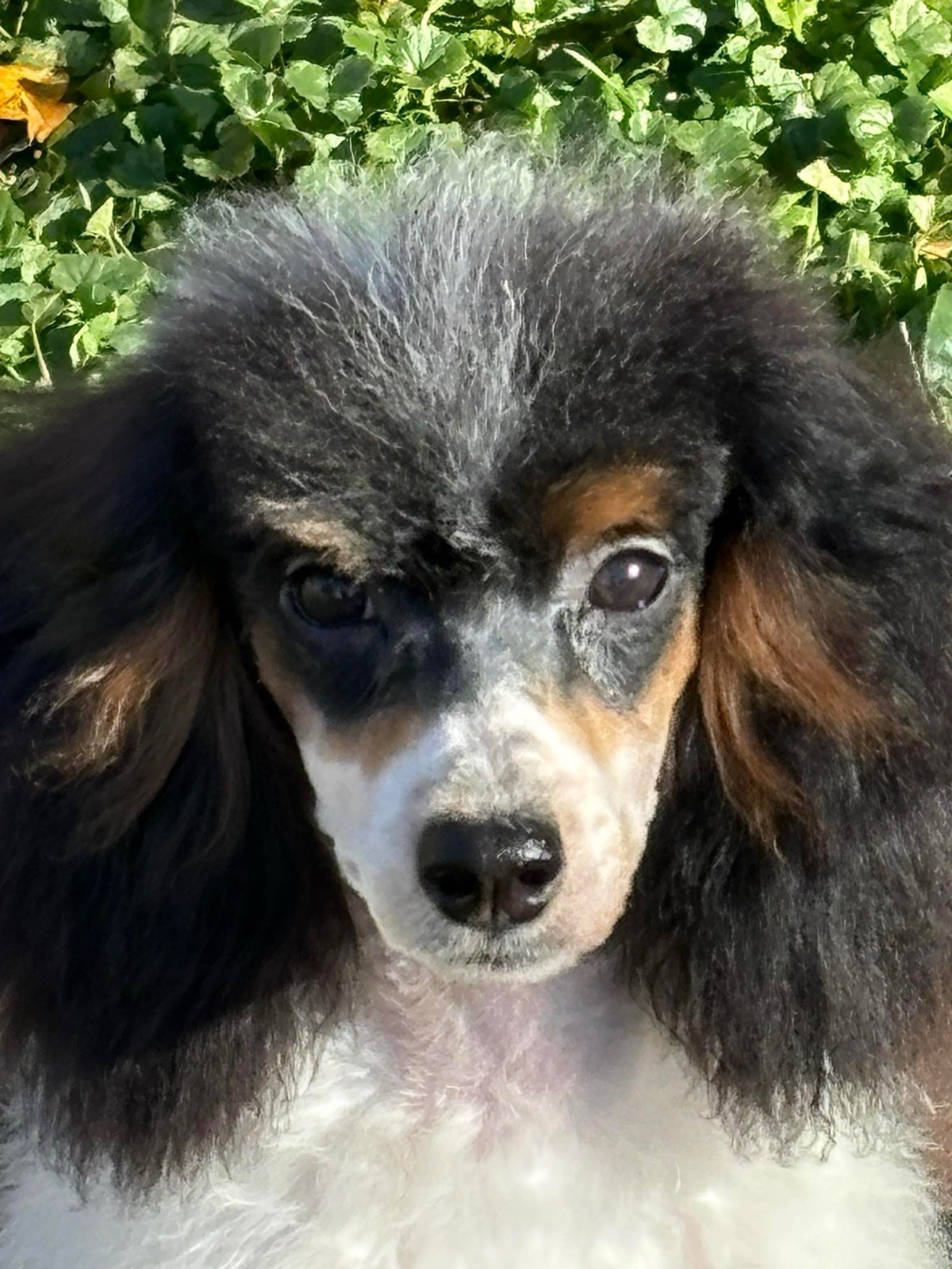 Classic Canines poodle
