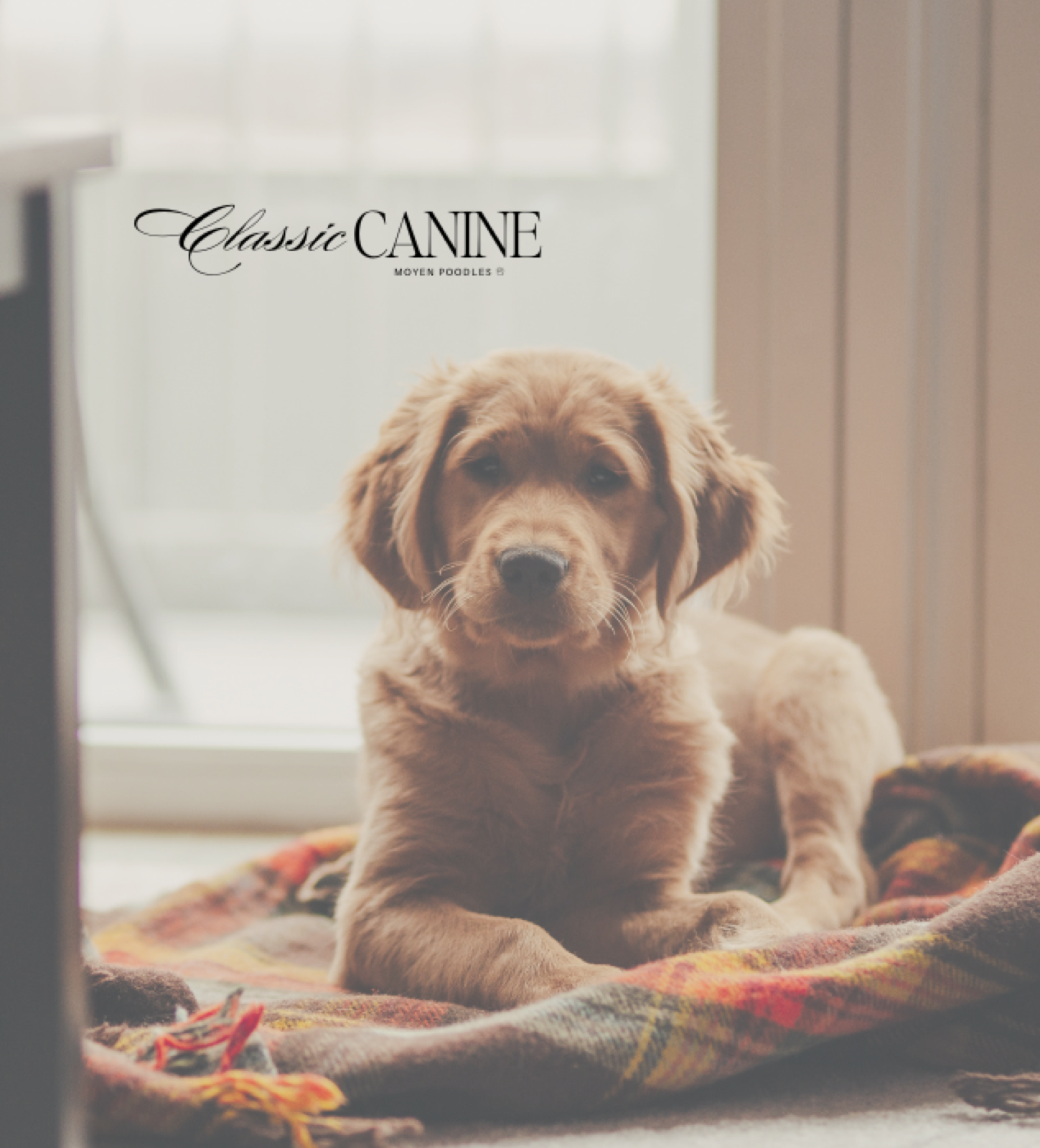 Classic Canines poodle