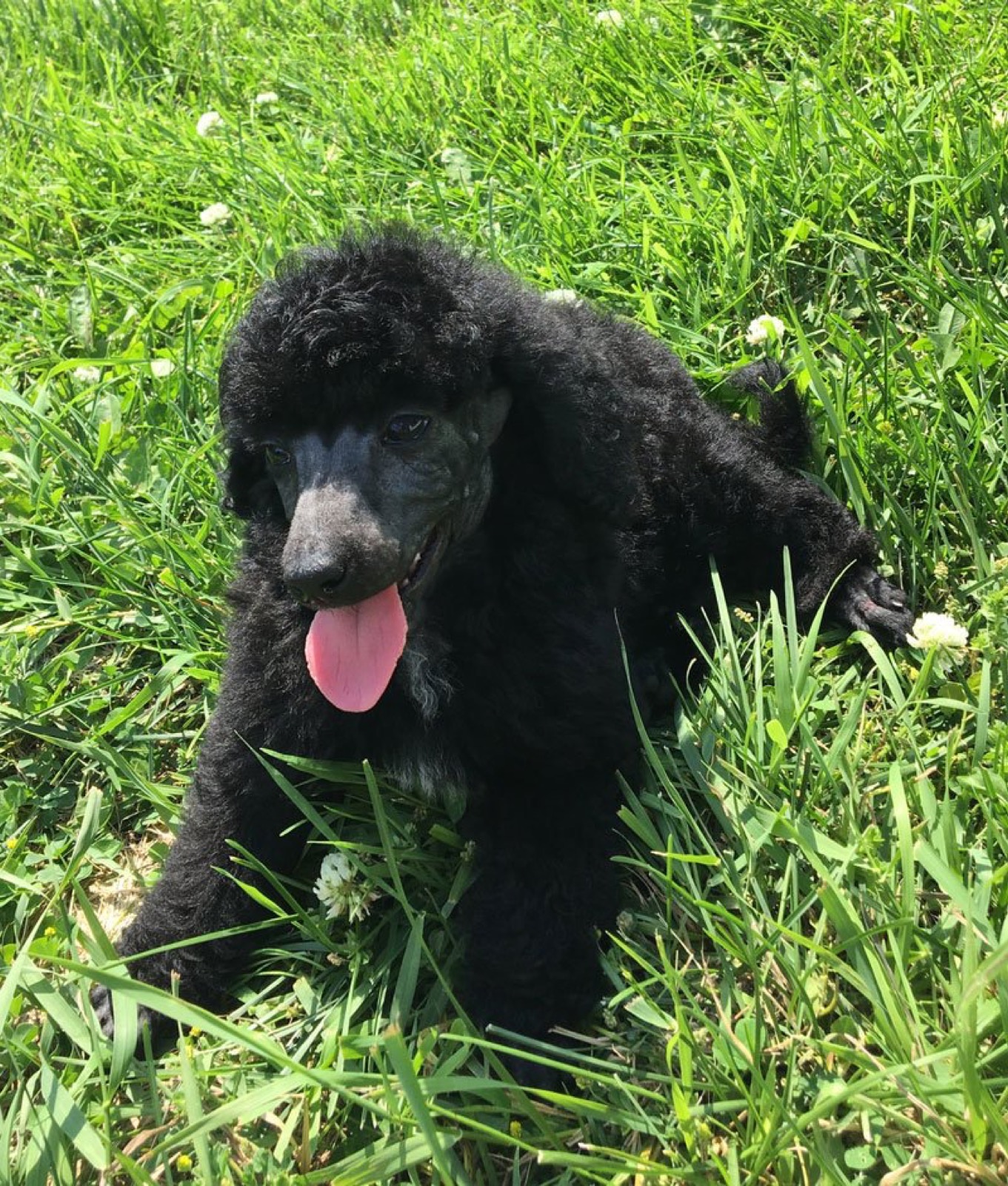 Classic Canines poodle