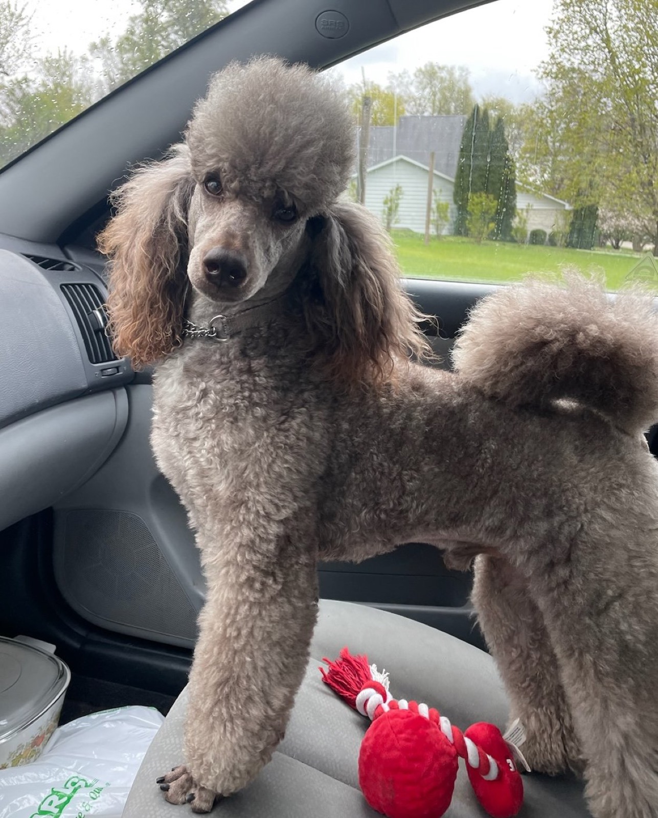 Classic Canines poodle